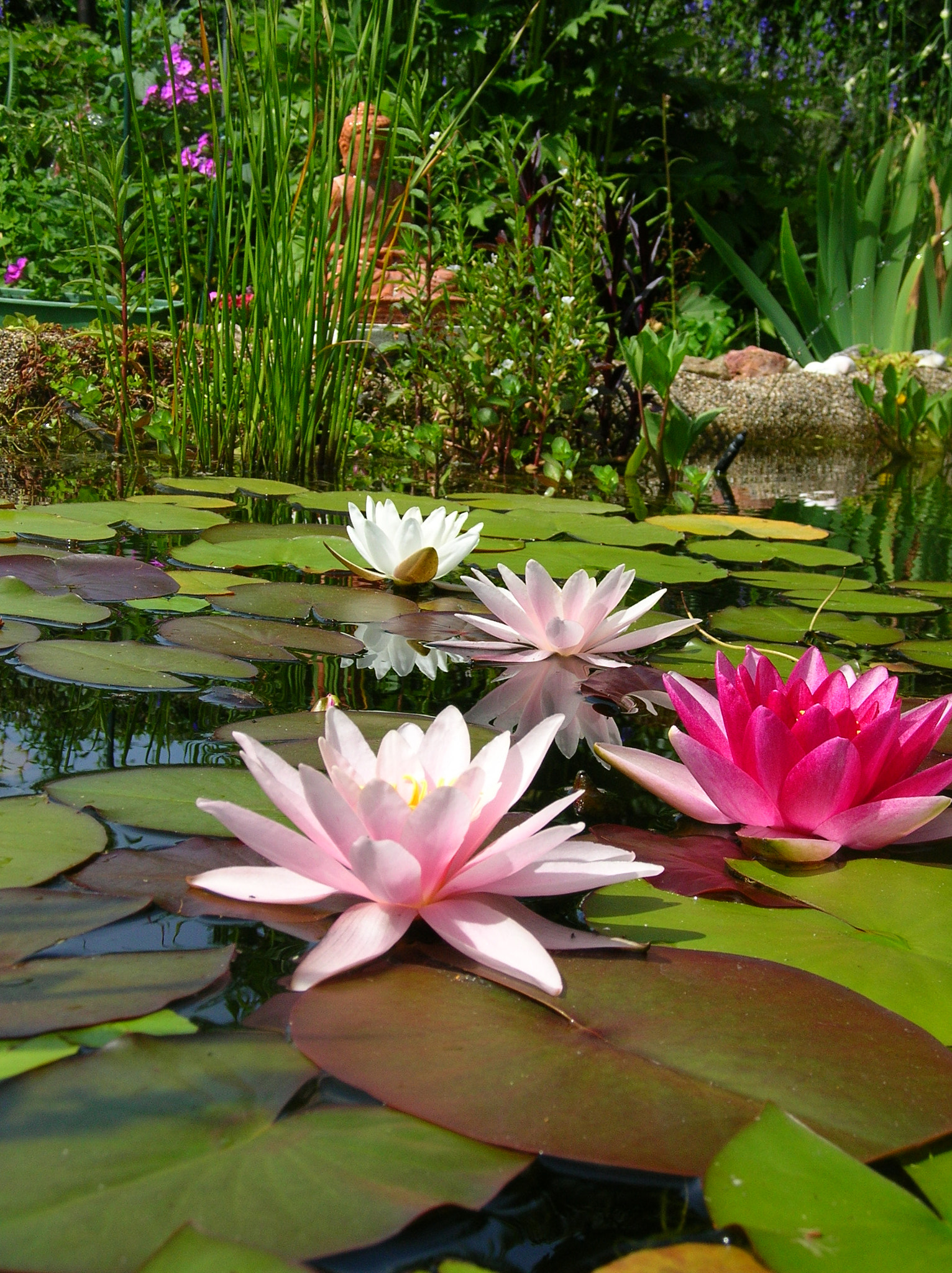 Nikon E4800 sample photo. Four water lilies photography