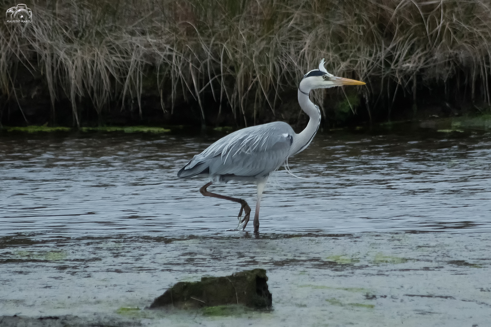 Sigma 150-500mm F5-6.3 DG OS HSM sample photo. Airone cinerino photography
