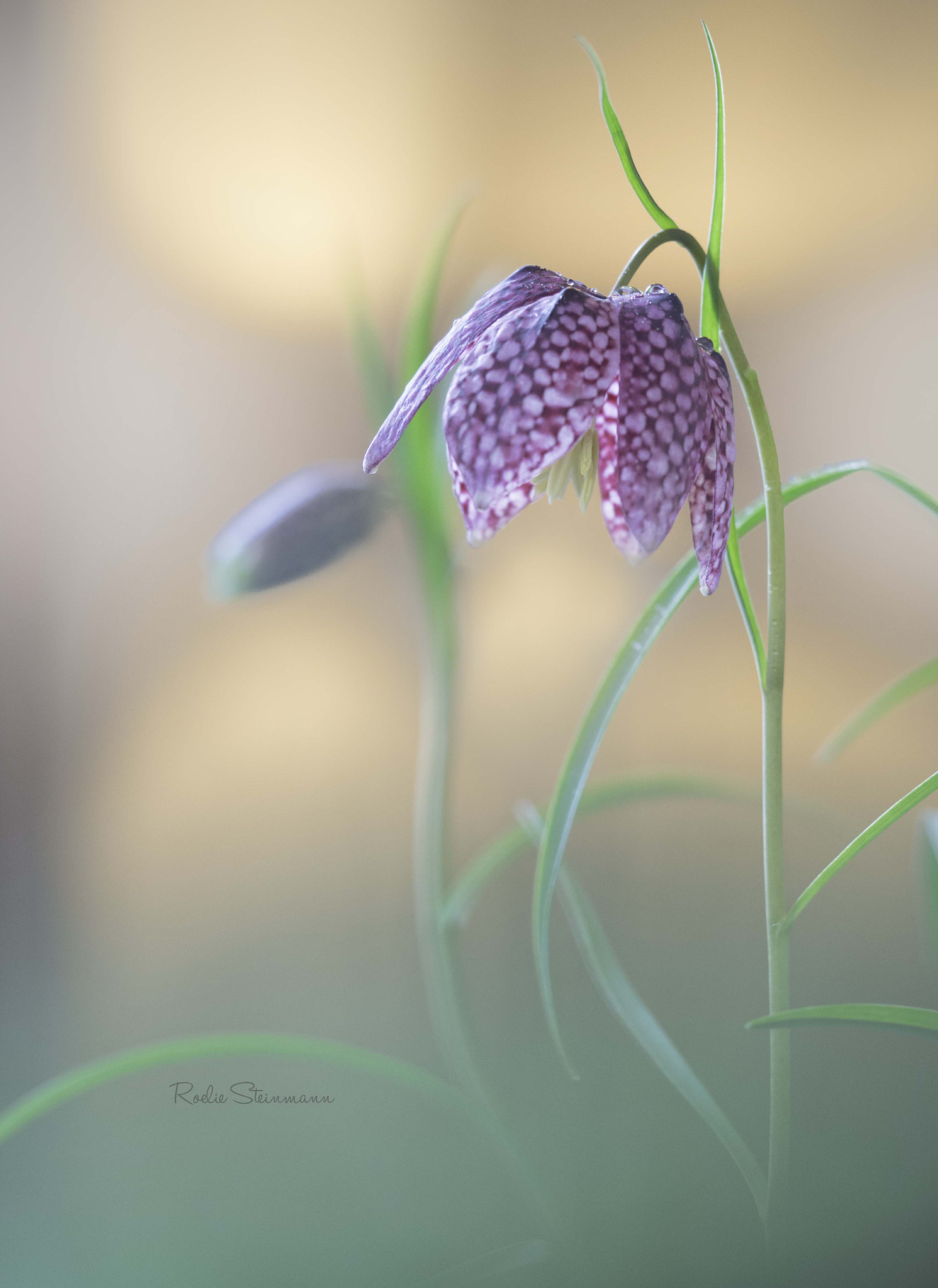 Olympus M.Zuiko Digital ED 60mm F2.8 Macro sample photo. Longing for the sun photography