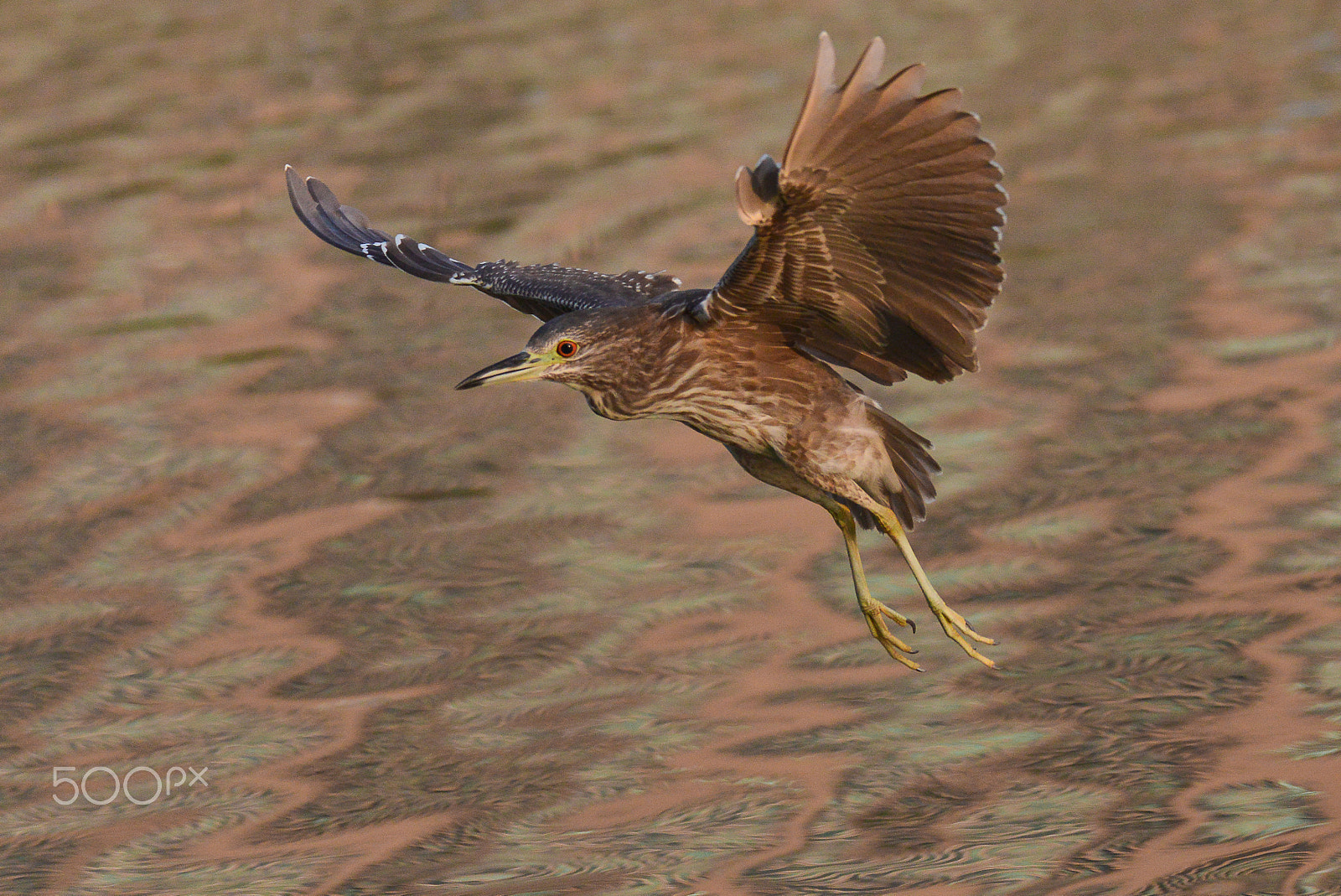 Nikon AF-S Nikkor 200-500mm F5.6E ED VR sample photo. Night-heron photography