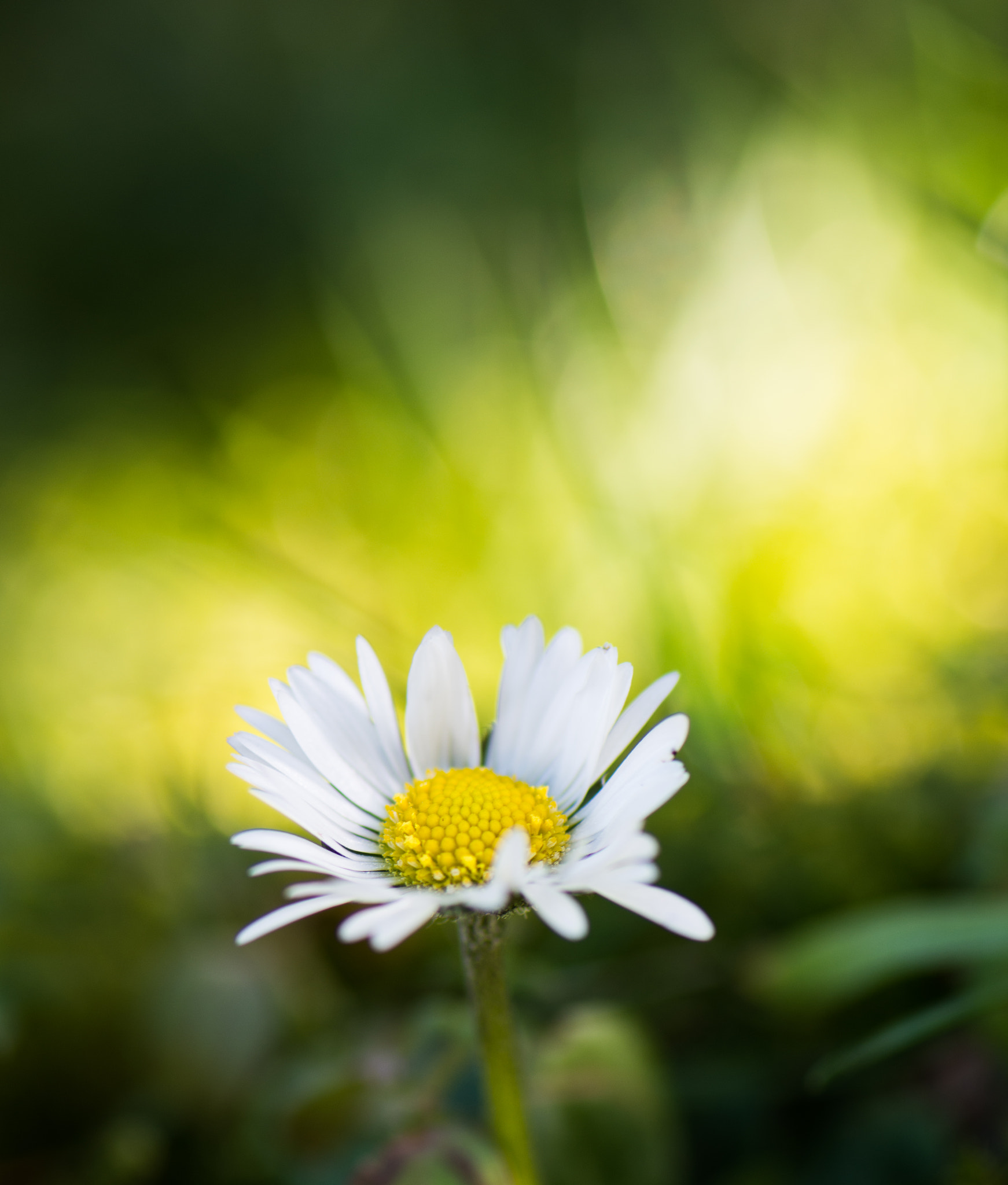 Nikon AF-S Micro-Nikkor 105mm F2.8G IF-ED VR sample photo. Daisy photography