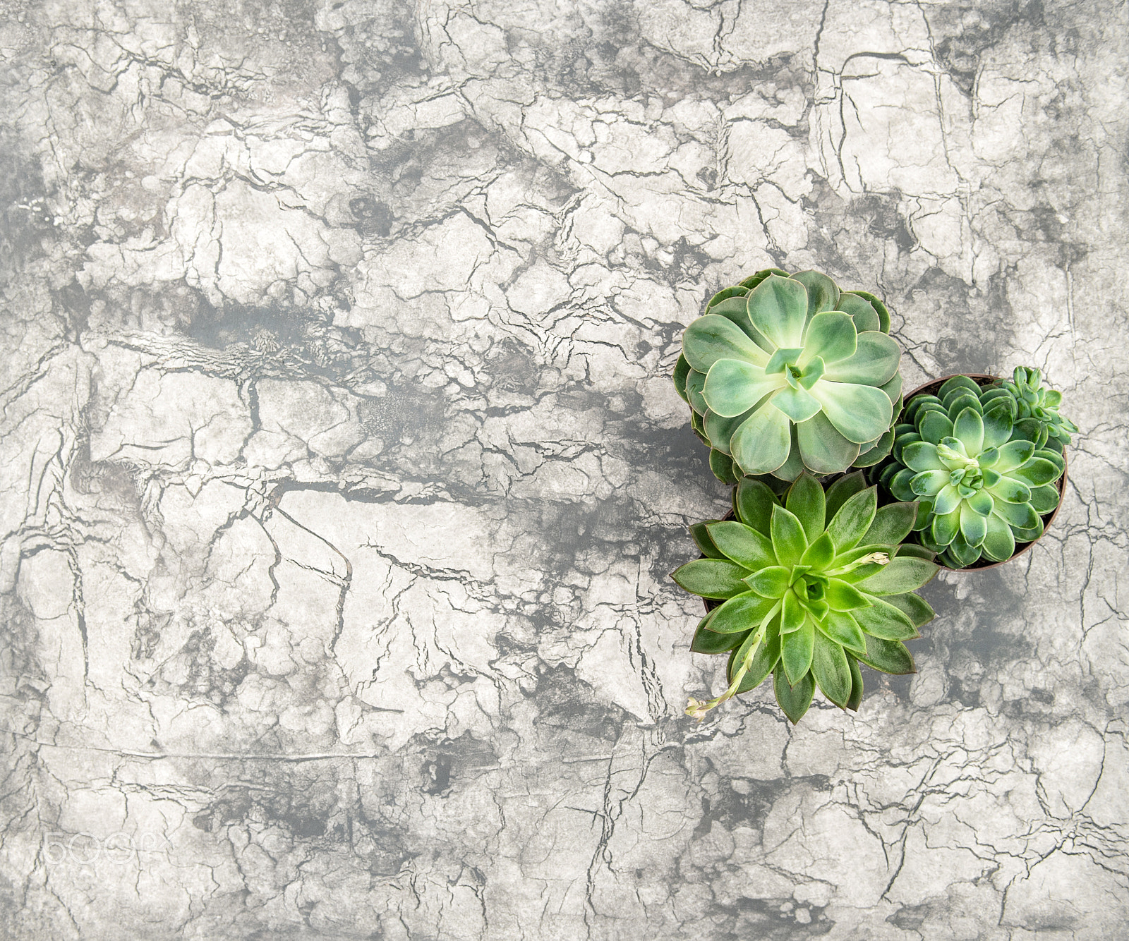 Nikon D4S sample photo. Succulent concrete stone background floral flat lay photography