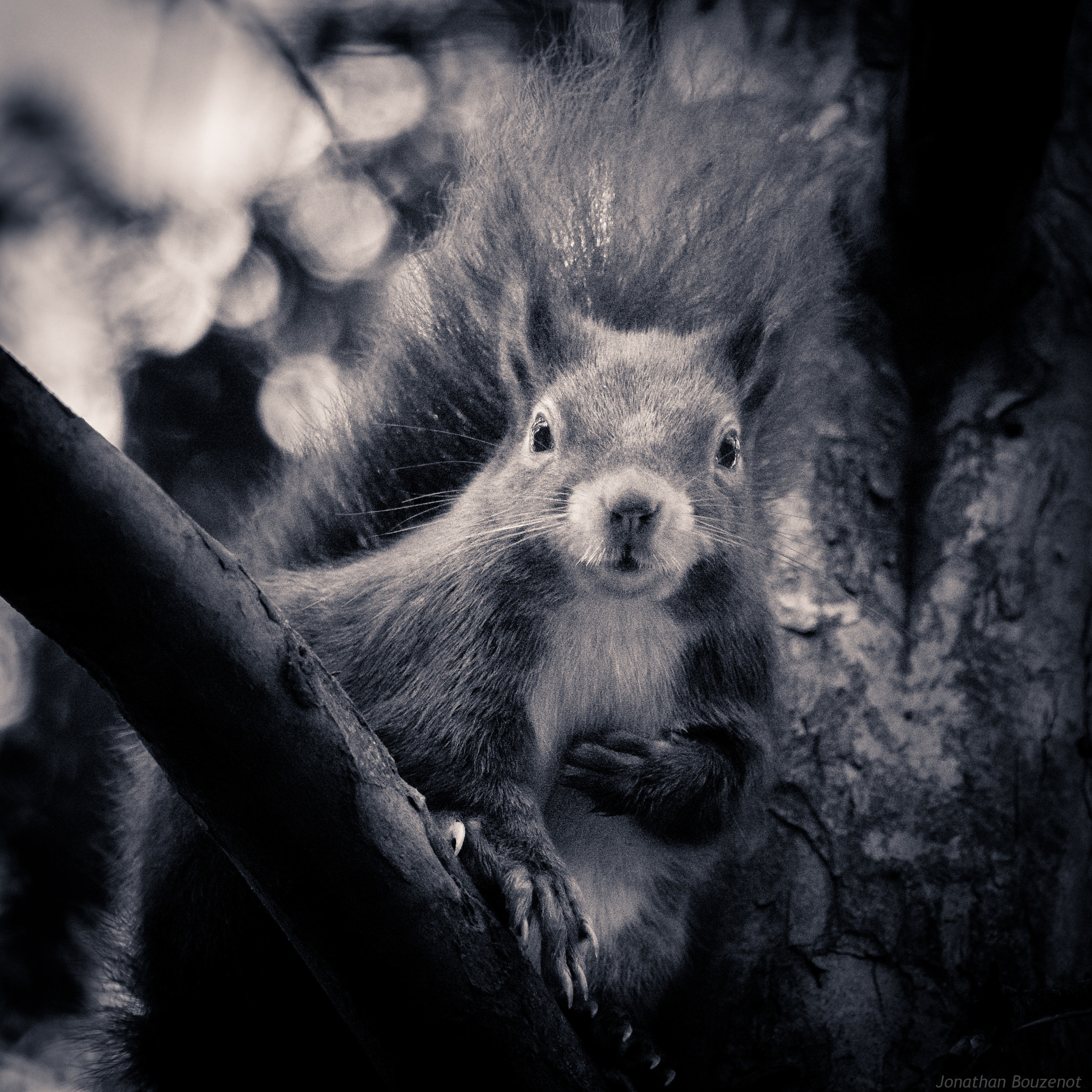 Panasonic Lumix DMC-GX8 sample photo. Squirrel portrait photography