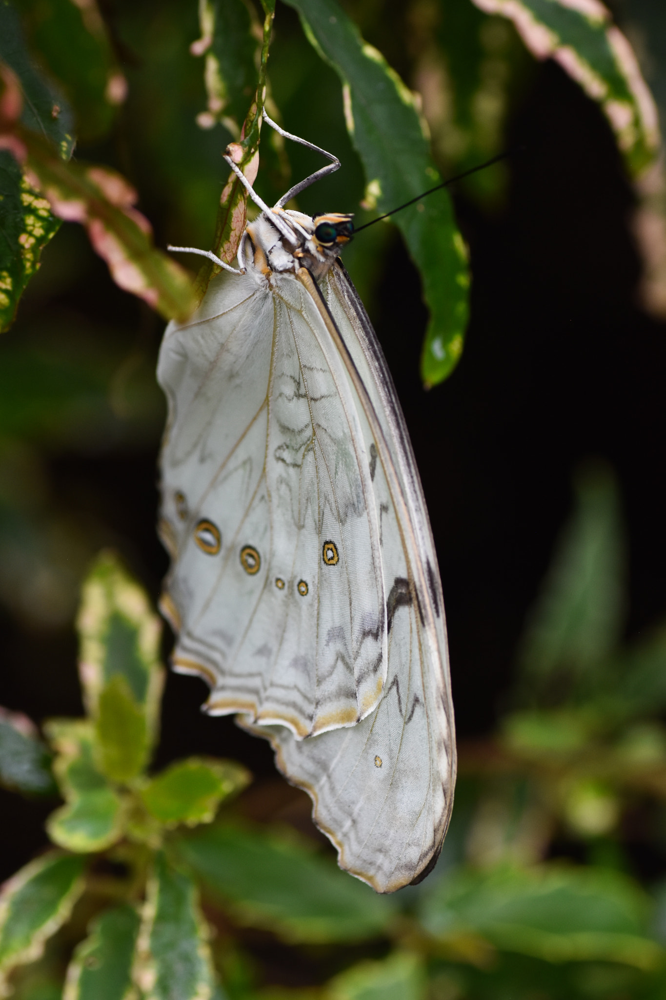Nikon D5500 sample photo. White butterfly photography
