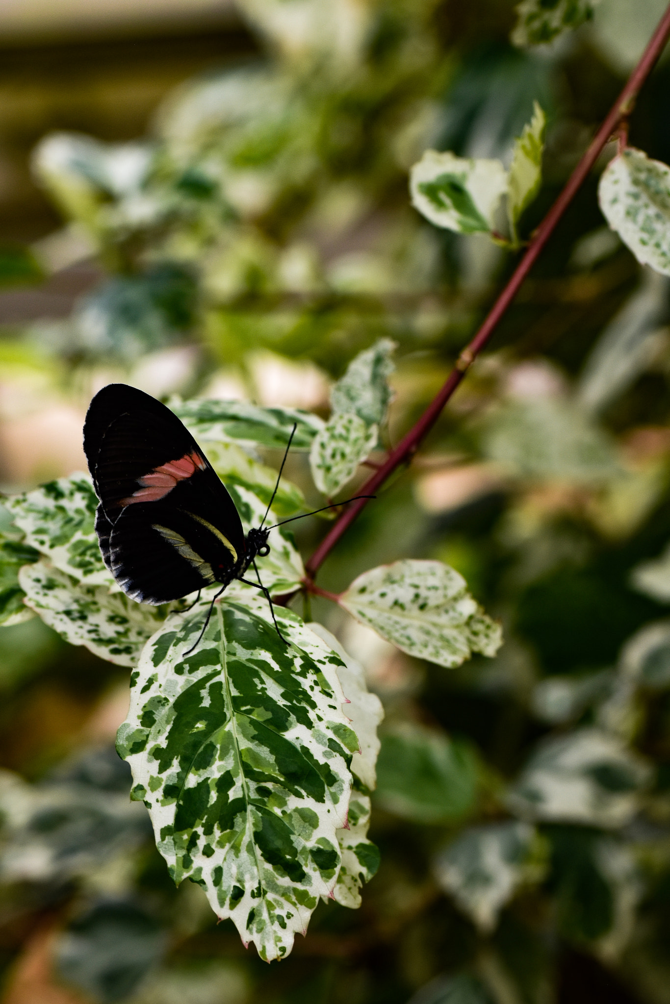 Nikon D5500 sample photo. Butterfly on leaves photography