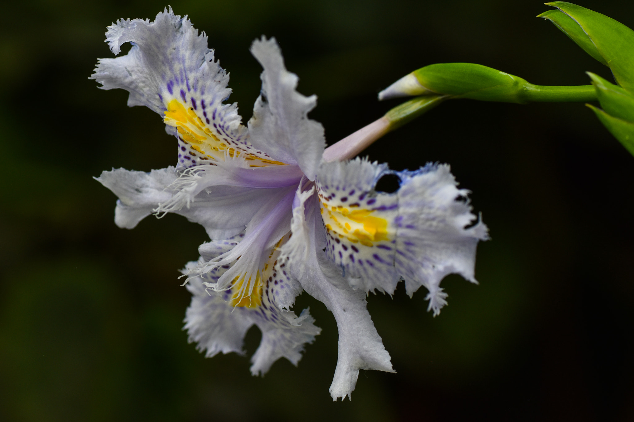 Nikon D5500 sample photo. Orchid photography