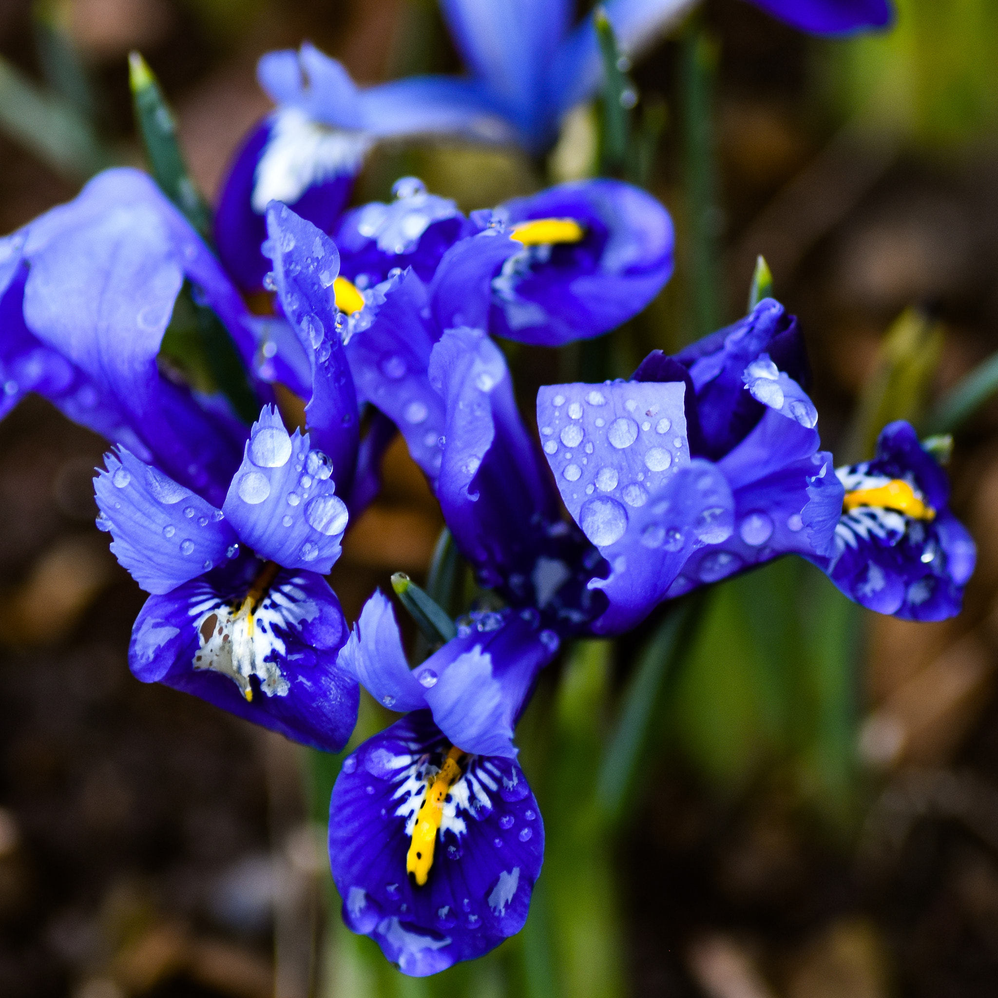 Nikon D5500 sample photo. Iris with water droplets photography