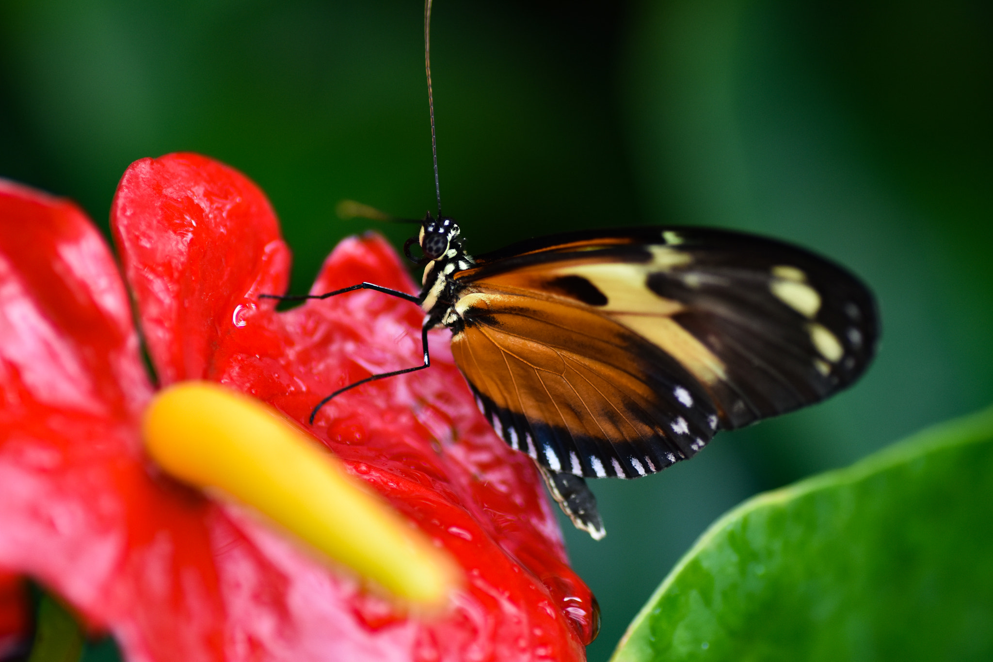 Nikon D5500 sample photo. Butterfly on red flower photography