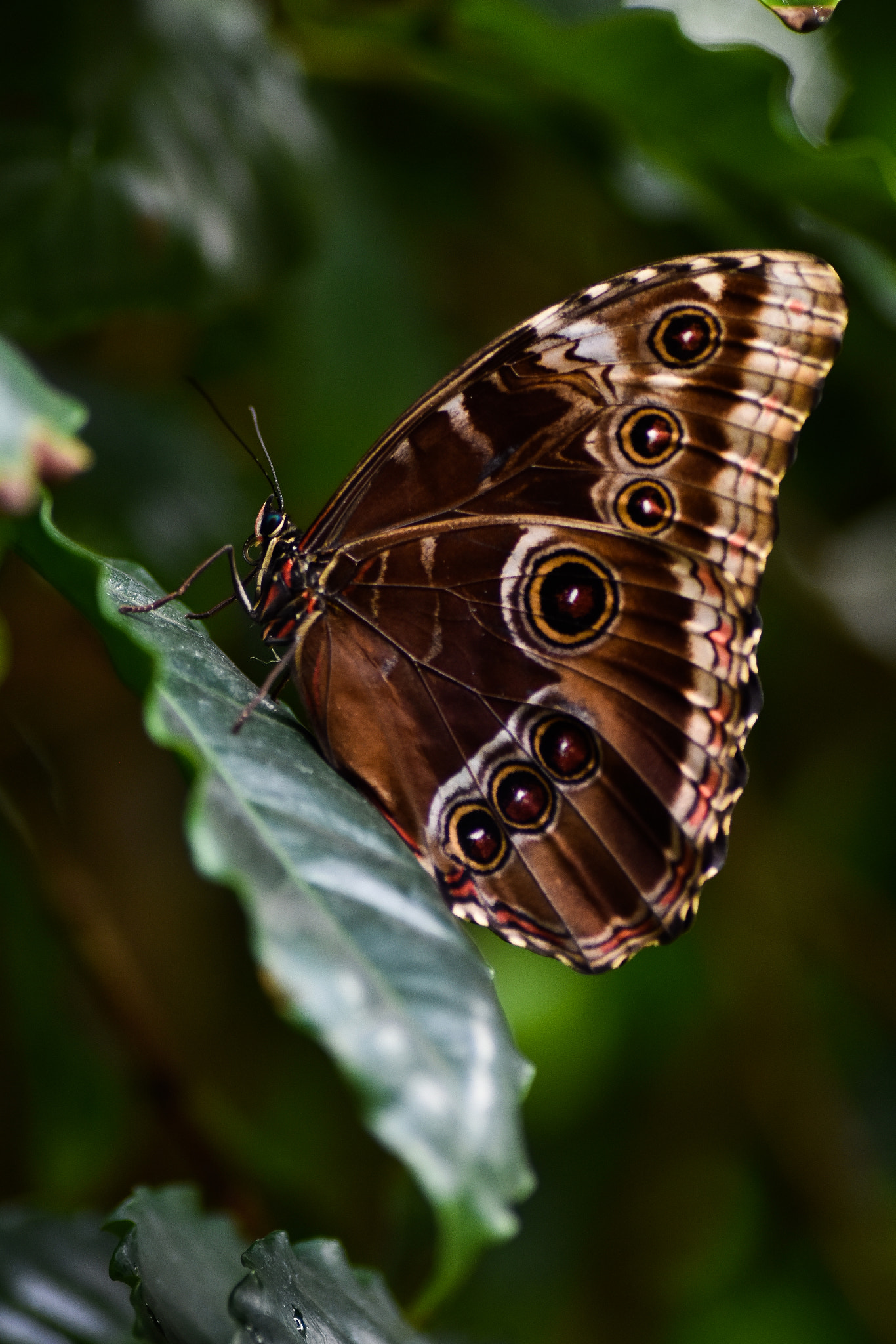 Nikon D5500 sample photo. Butterfly on leaf photography