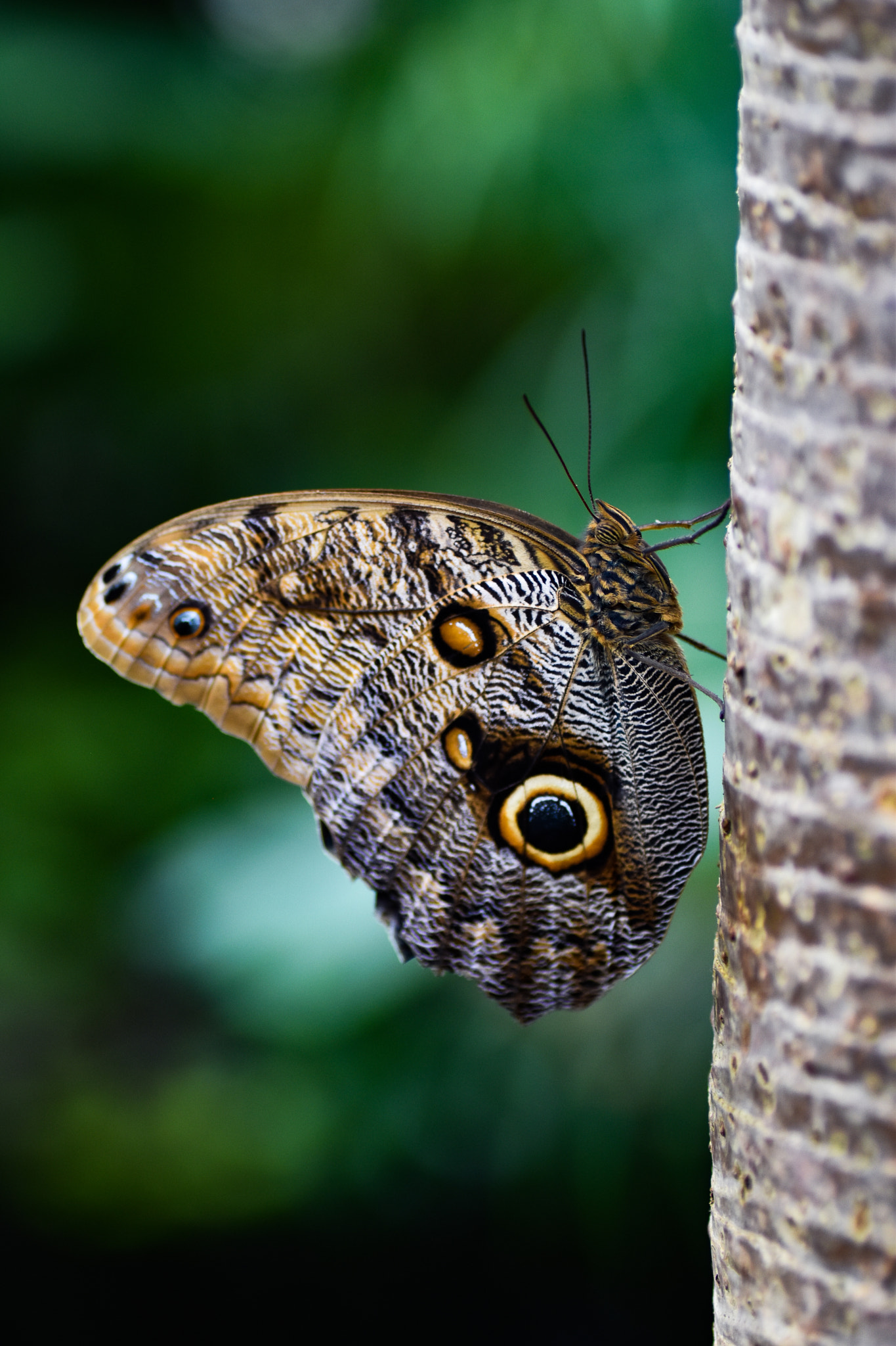 Nikon D5500 sample photo. Butterfly on tree photography