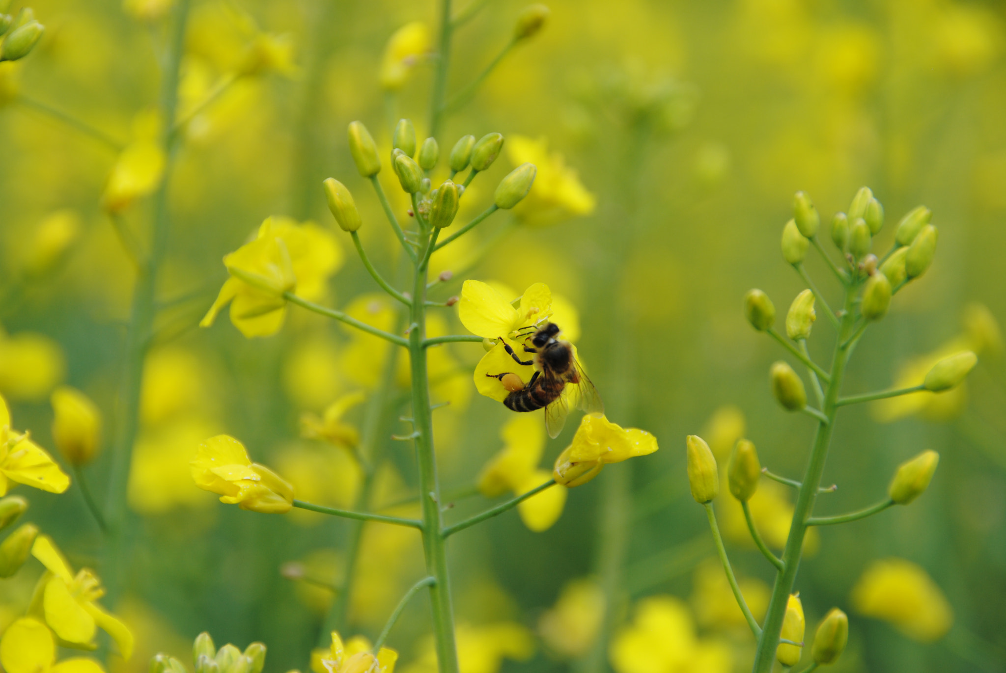 Nikon D3000 sample photo. Yellow b photography