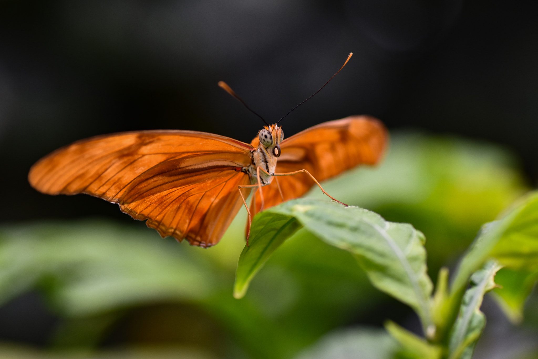 Nikon D5500 sample photo. Orange butterfly photography