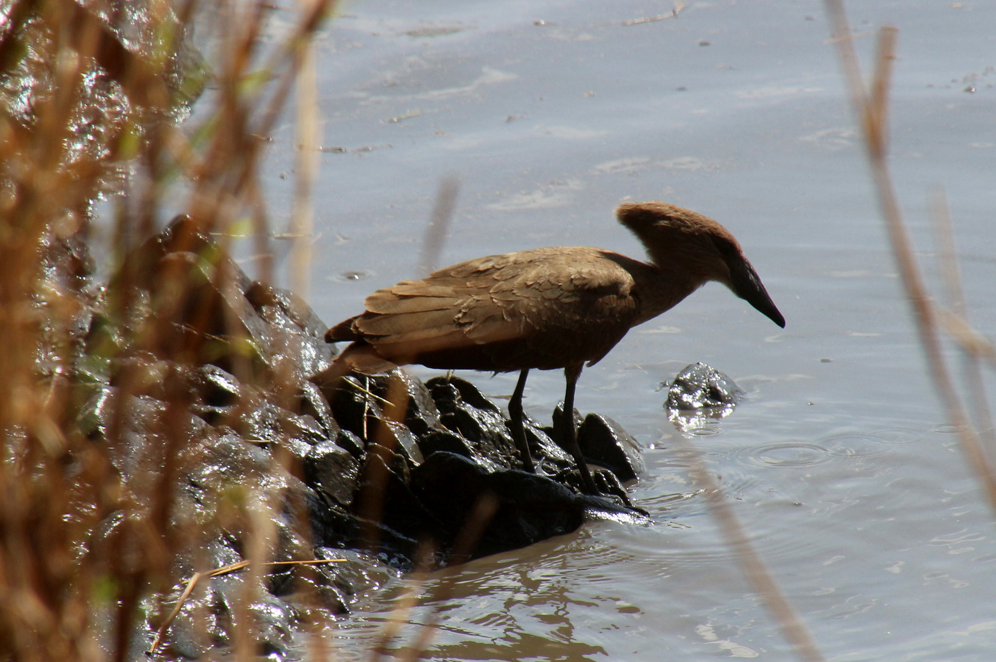 Canon EOS 650D (EOS Rebel T4i / EOS Kiss X6i) sample photo. Hammerkop photography
