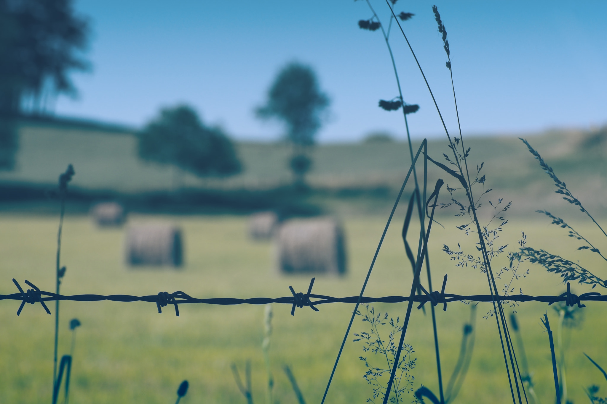 Manual Lens No CPU sample photo. Spring's day photography