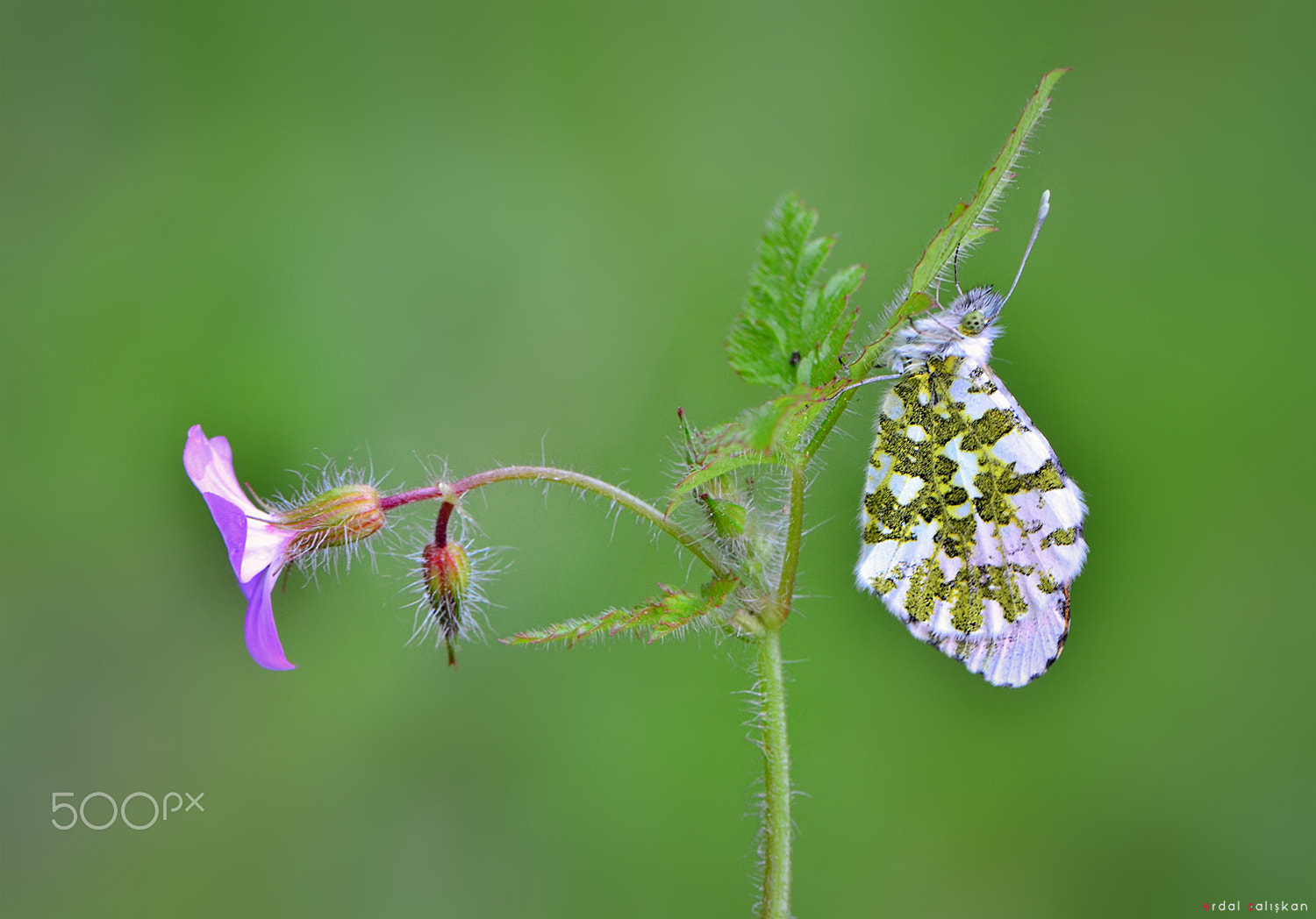 Nikon D7000 sample photo. Butterfly photography