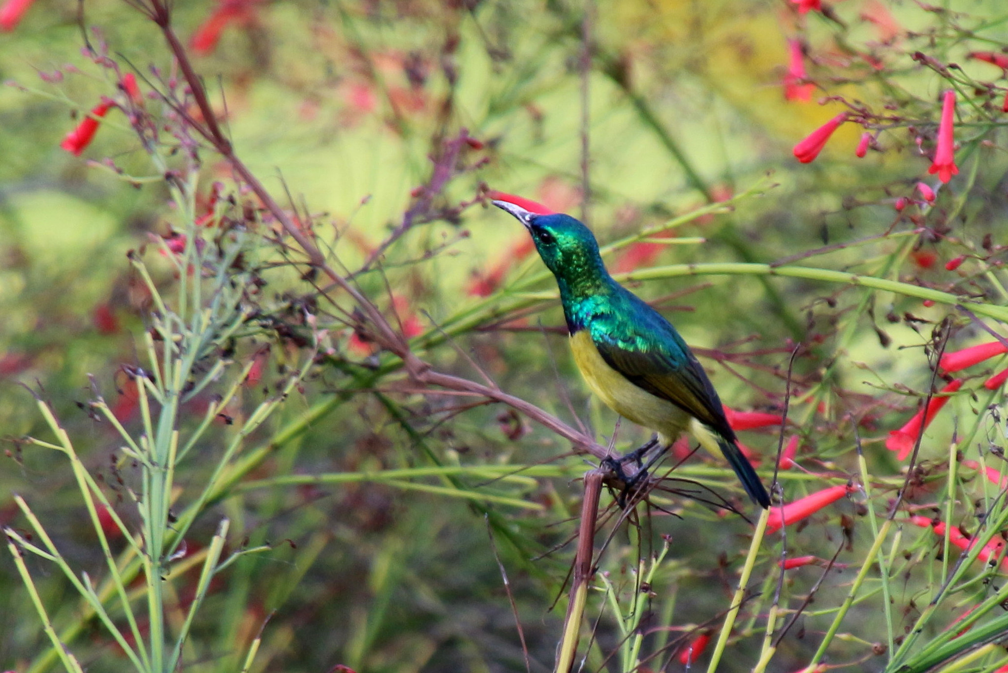 Canon EOS 650D (EOS Rebel T4i / EOS Kiss X6i) sample photo. Collared sunbird photography