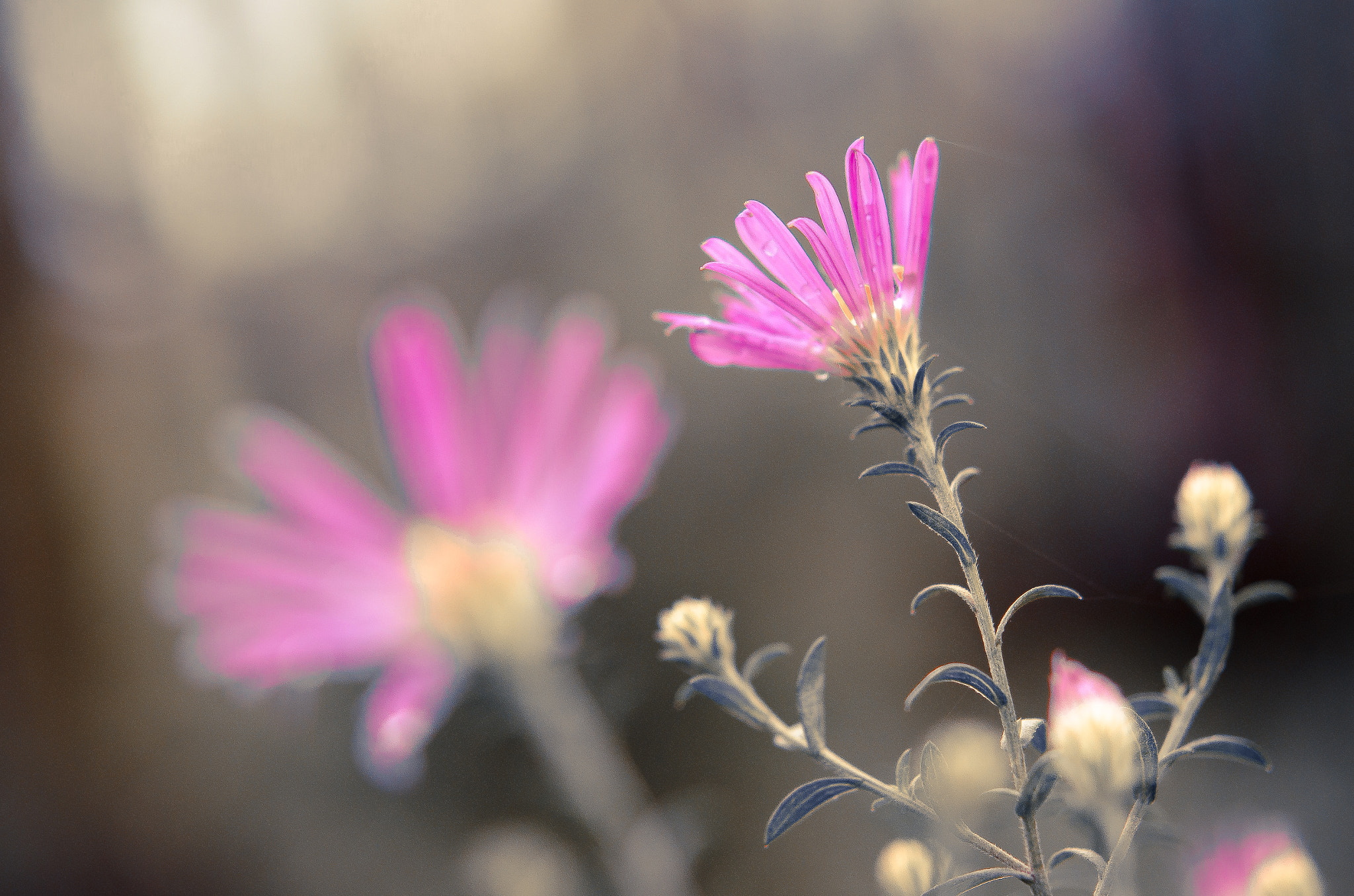 Nikon D5100 sample photo. Flower photography
