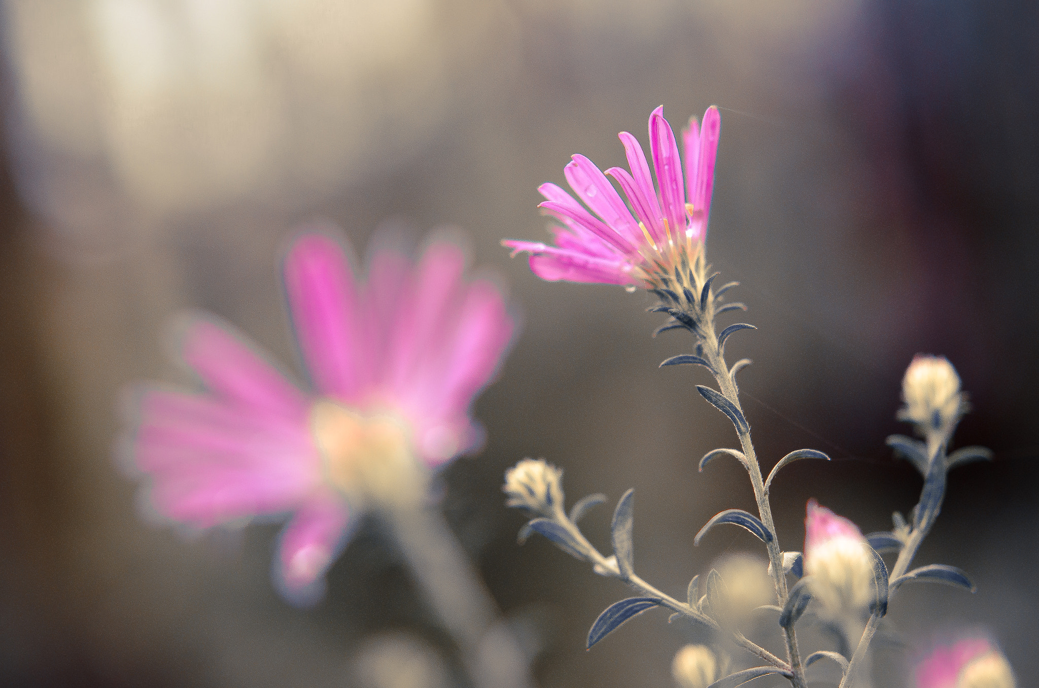 Nikon AF-S Micro-Nikkor 60mm F2.8G ED sample photo. Flower photography
