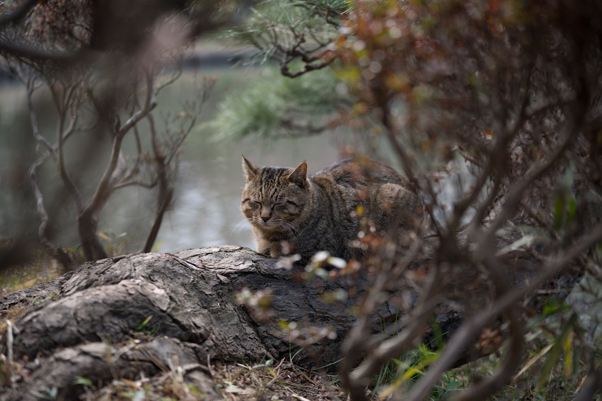 Sony FE 70-200mm F2.8 GM OSS sample photo. Cat at sankeiein photography