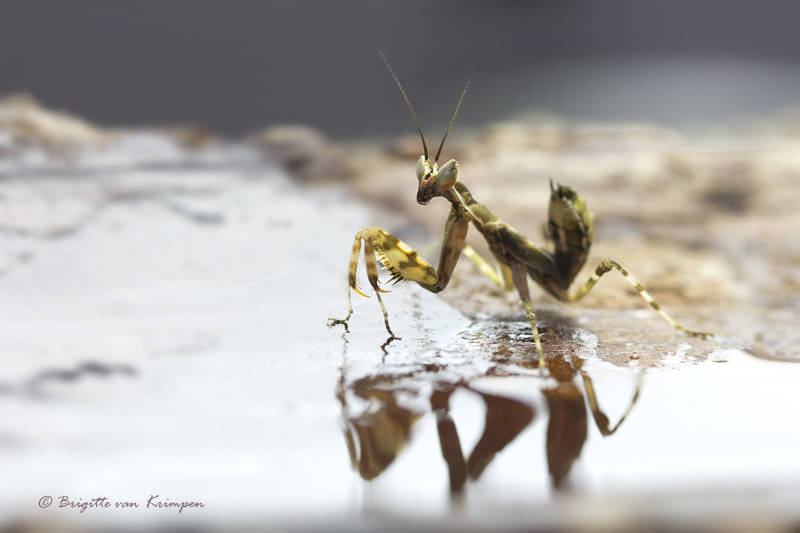 Canon EF 100mm F2.8 Macro USM sample photo. Mirrror mirror..... photography