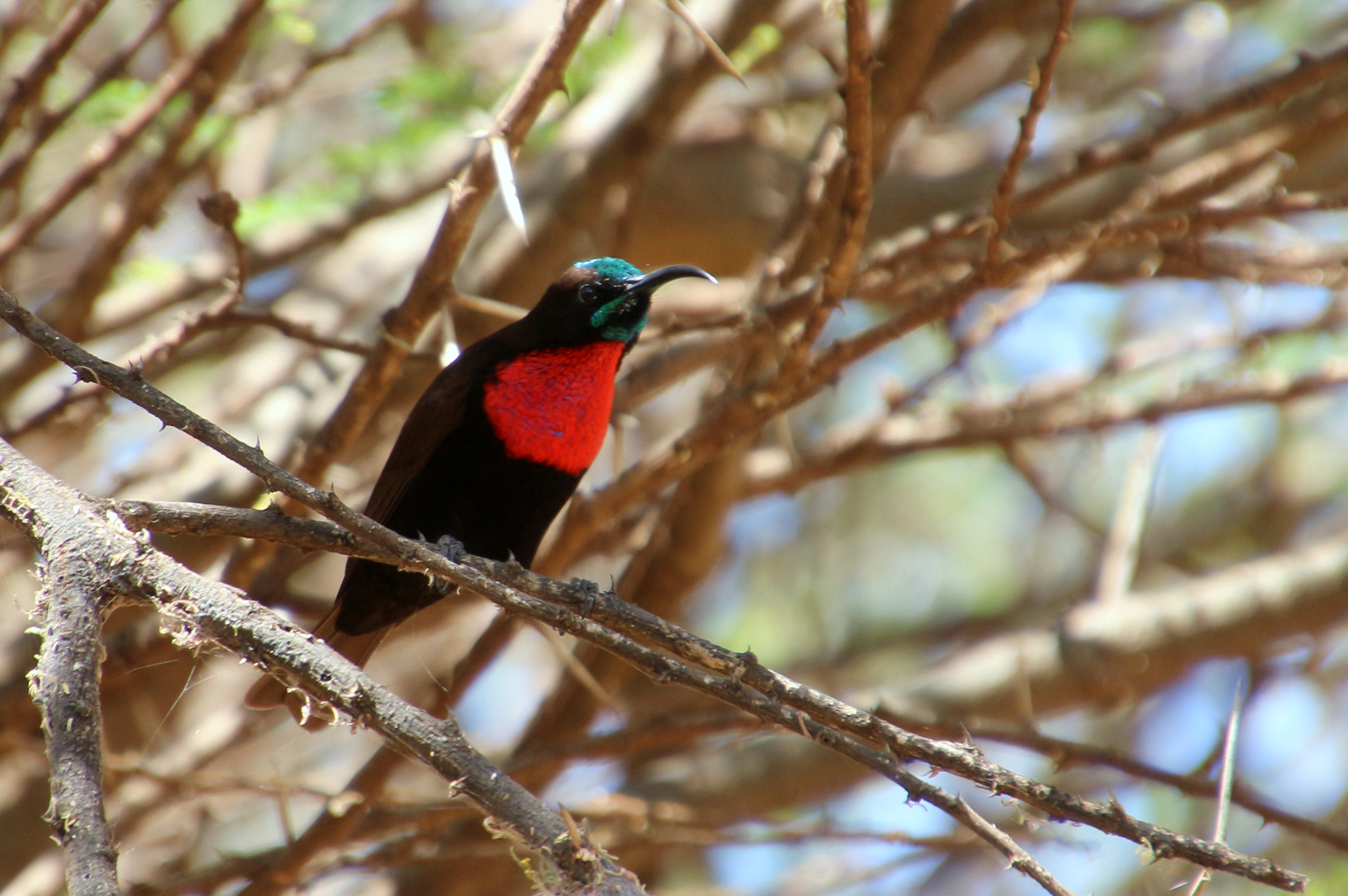 Canon EOS 650D (EOS Rebel T4i / EOS Kiss X6i) + Tamron 16-300mm F3.5-6.3 Di II VC PZD Macro sample photo. Scarlet-chested sunbird photography