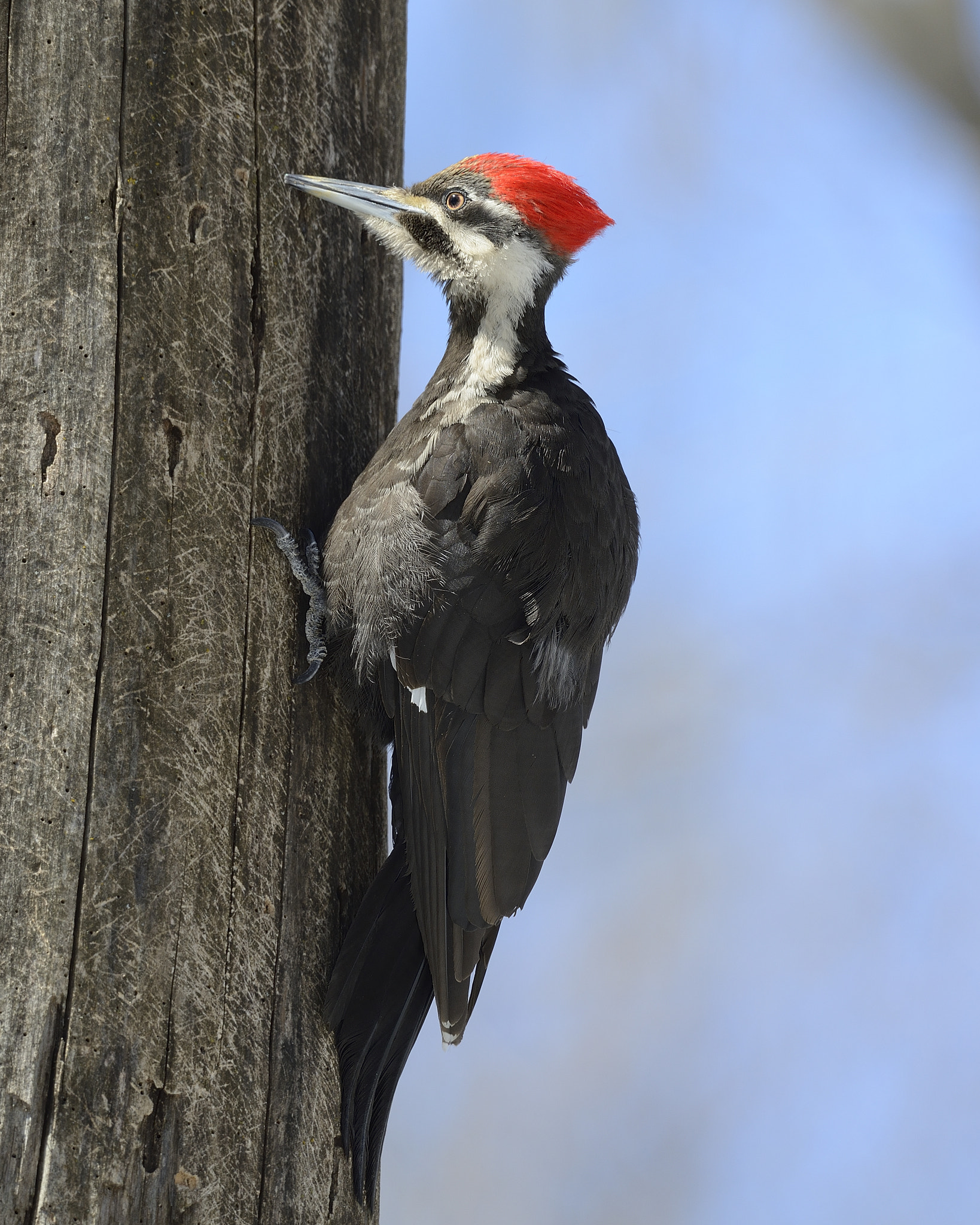 Nikon AF-S Nikkor 800mm F5.6E FL ED VR sample photo. Grand pic, dryocopus pileatus, pileated woodpecker photography