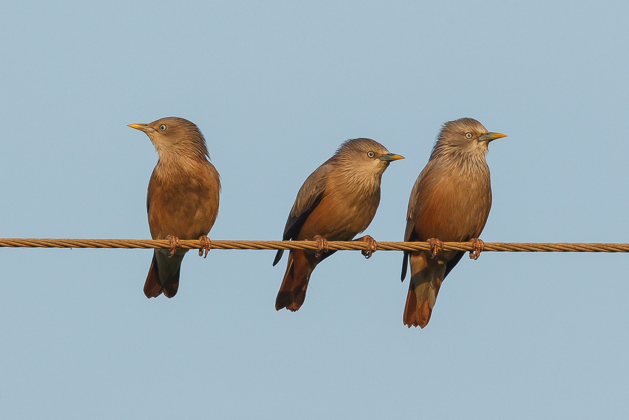 Canon EOS-1D Mark IV sample photo. Three musketeers - chestnut-tailed starlings photography