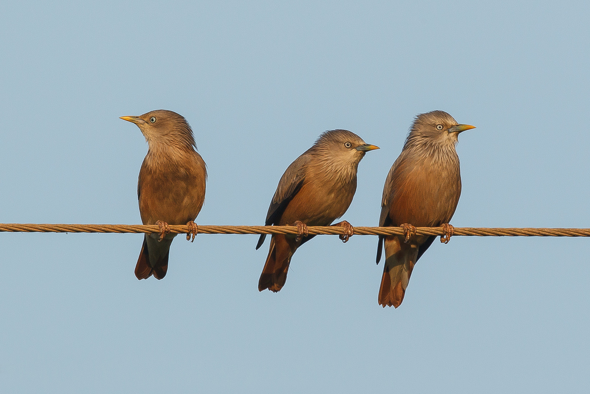 Canon EF 500mm F4L IS II USM sample photo. Three musketeers - chestnut-tailed starlings photography