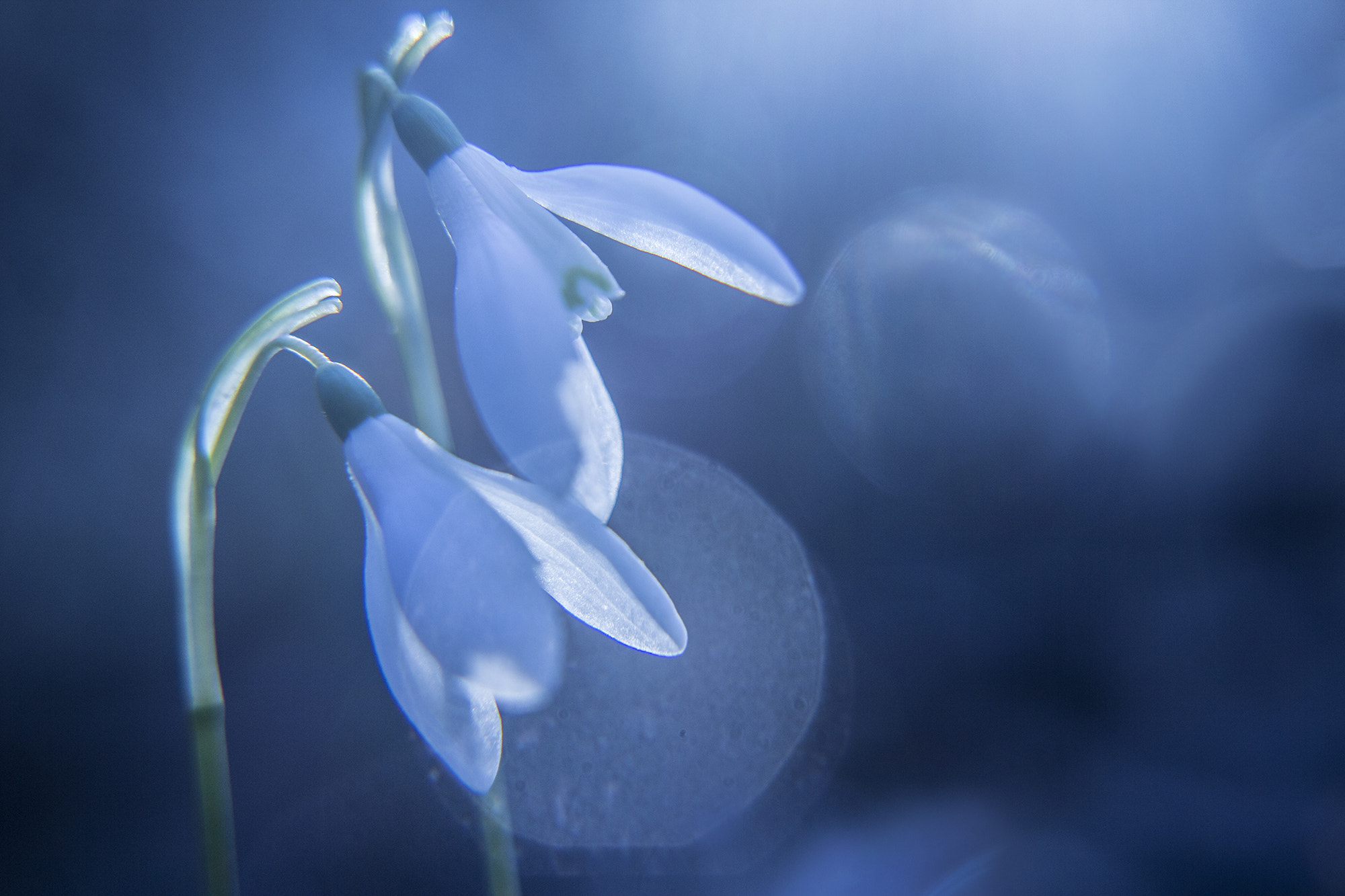 Canon EOS 60D + Sigma 18-50mm f/2.8 Macro sample photo. Snowdrops photography