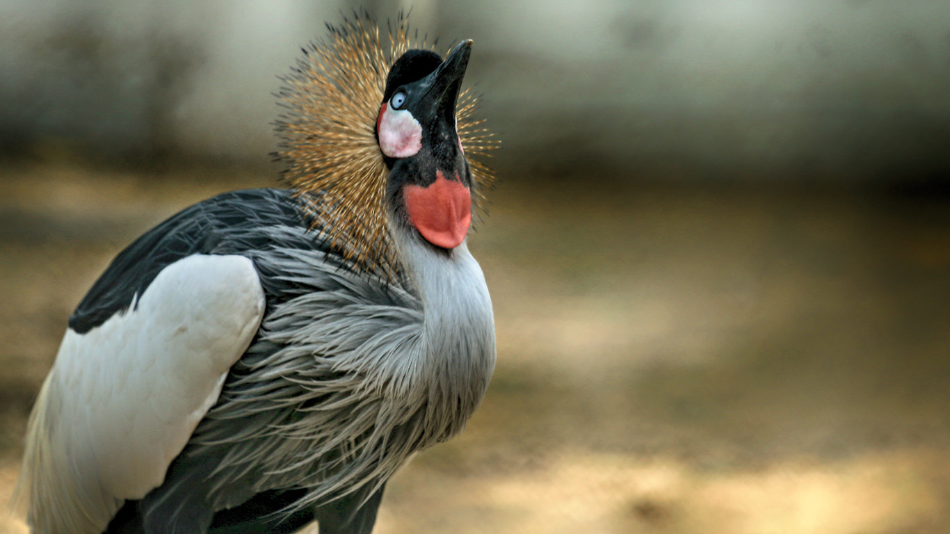 Canon EF 100-400mm F4.5-5.6L IS USM sample photo. Birds at dubai zoo photography