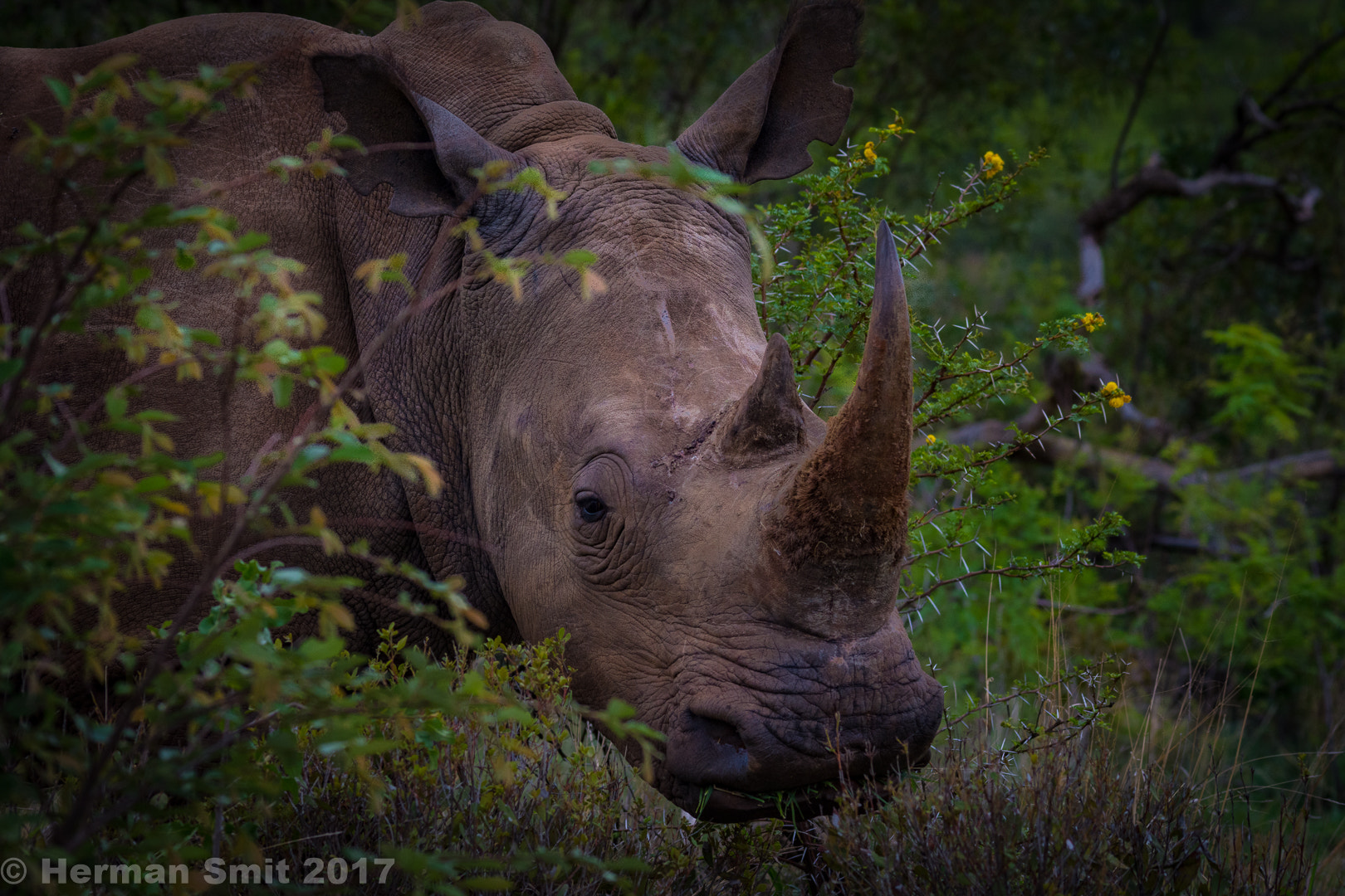 Nikon D7200 + Sigma 150-500mm F5-6.3 DG OS HSM sample photo. Rhino photography