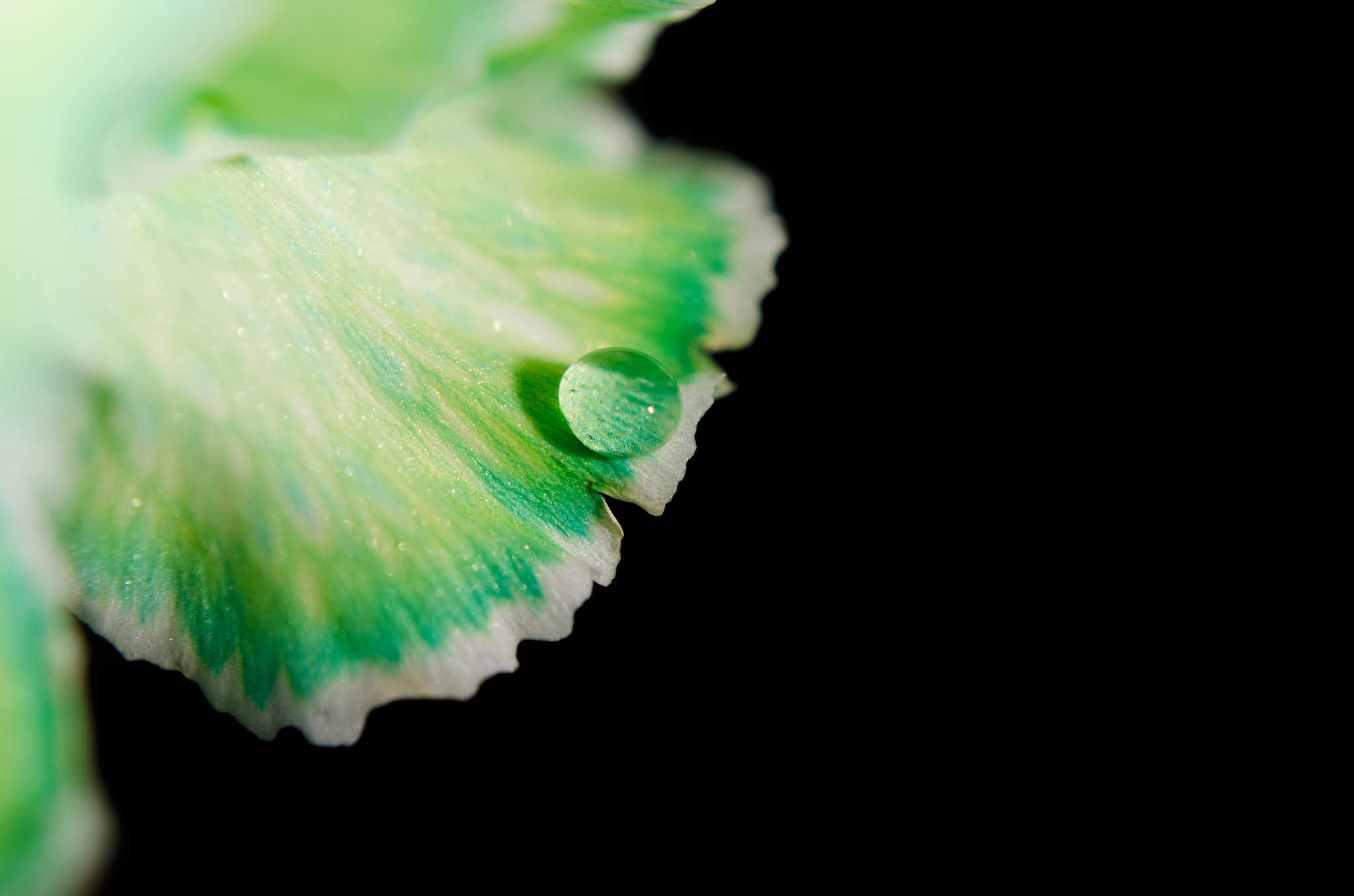 Nikon AF-S DX Micro Nikkor 40mm F2.8 sample photo. Water droplet on carnation petal: nature photograph photography