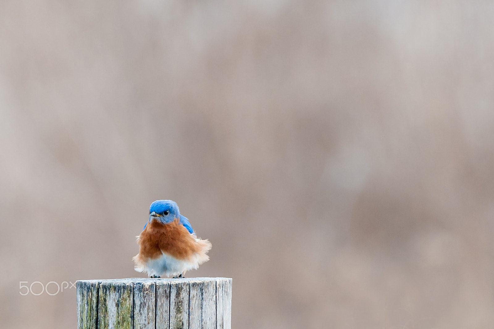 Nikon AF-S Nikkor 300mm F2.8G ED-IF VR sample photo. Bad feather day (eastern bluebird) photography