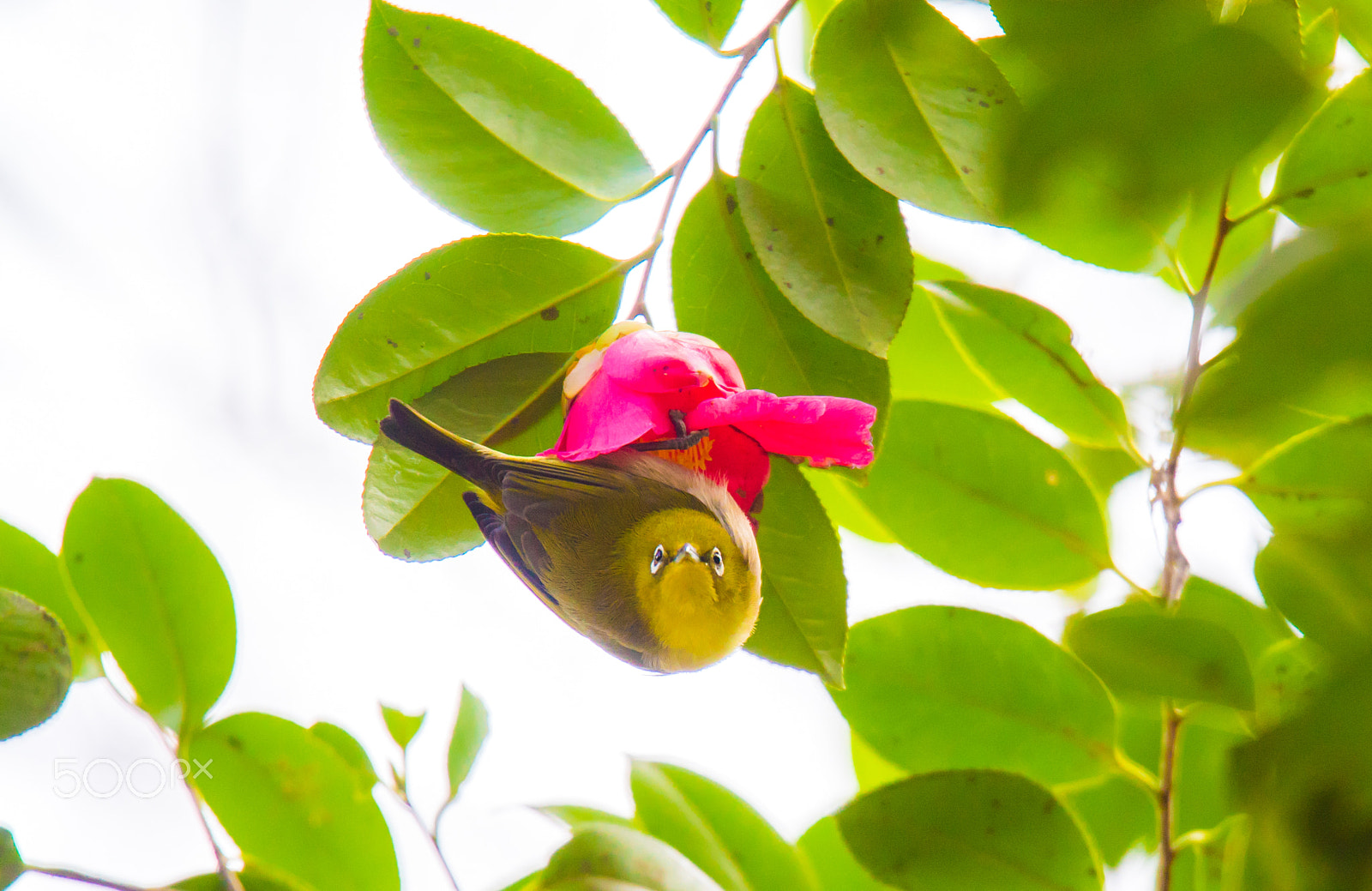 Sony a7S + Tamron SP 150-600mm F5-6.3 Di VC USD sample photo. The japanese white eye-zosterops japonicus photography