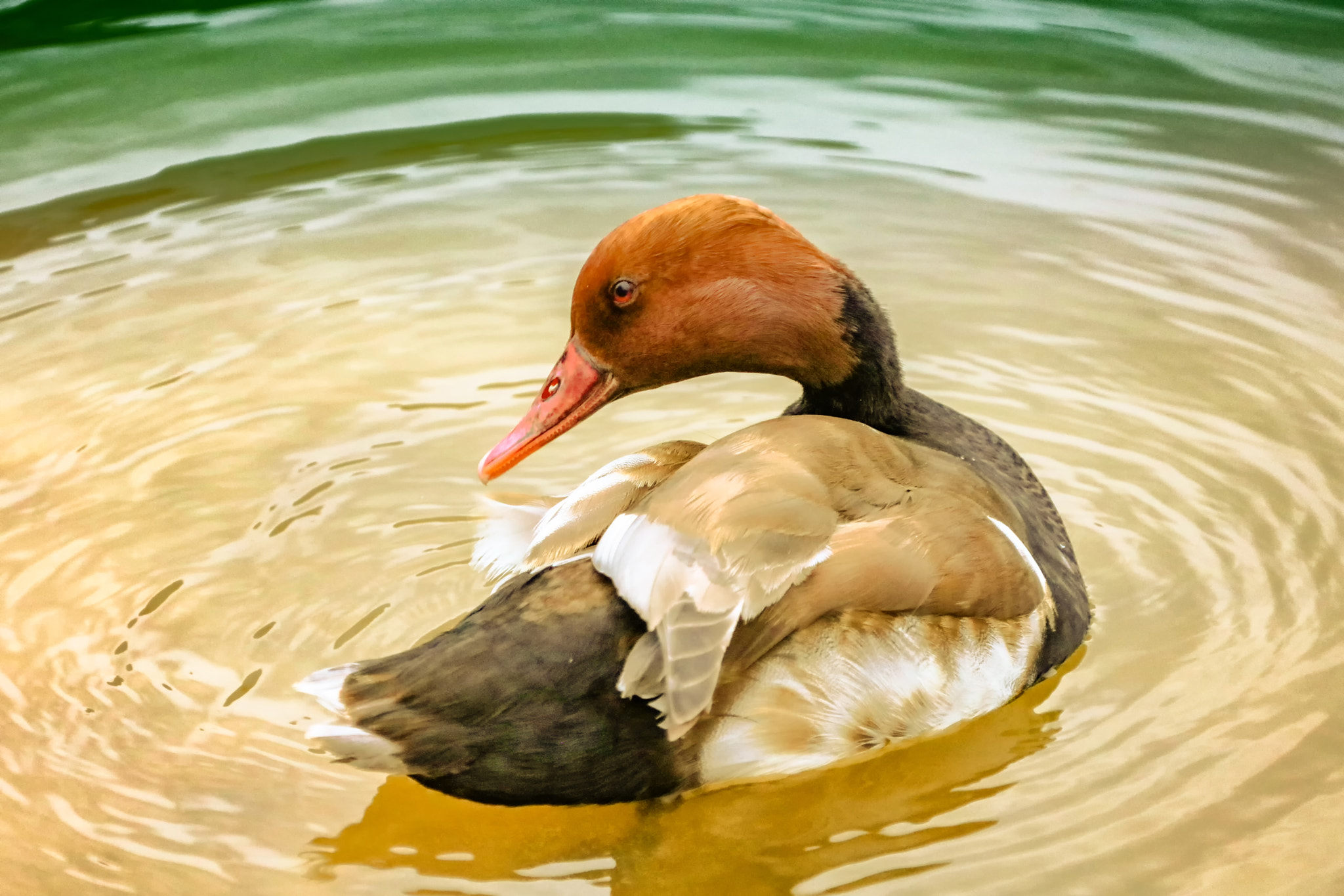 Canon EF 28-300mm F3.5-5.6L IS USM sample photo. Red mouth diving duck photography