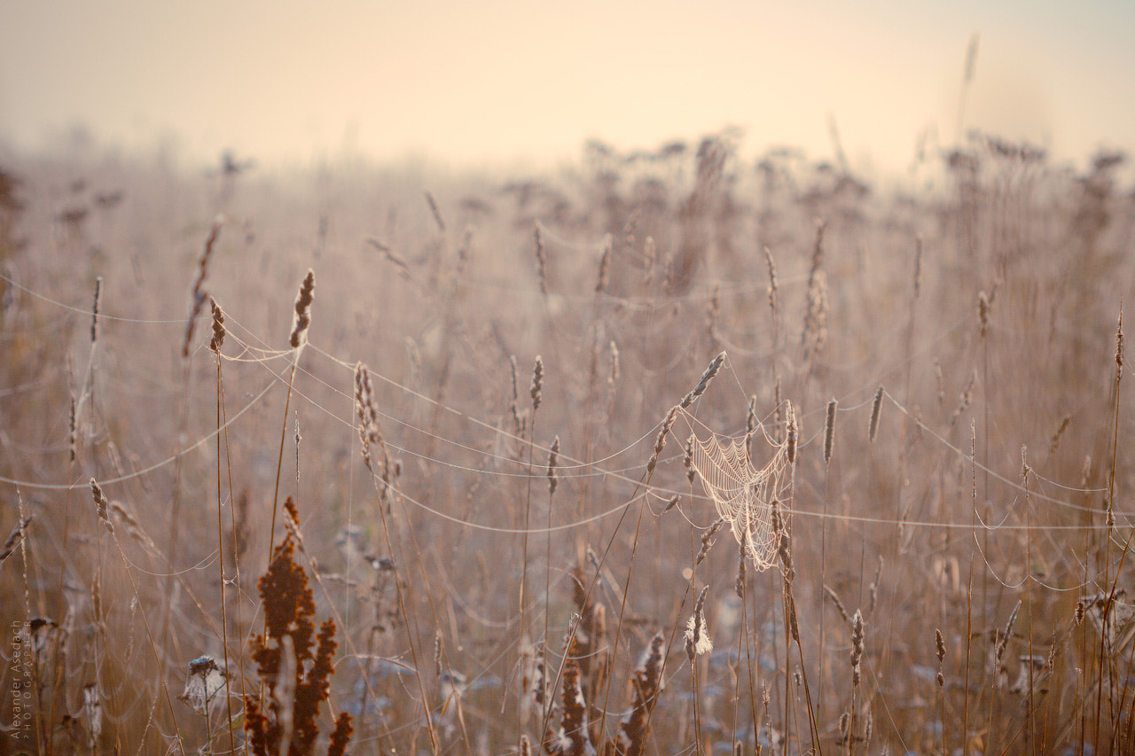 Canon EF 100mm F2.8 Macro USM sample photo. Trap spider photography