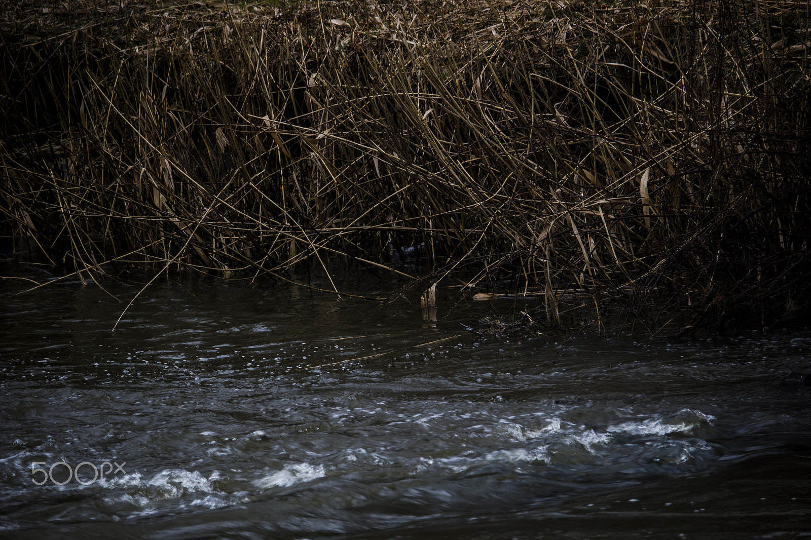 Canon EF-S 55-250mm F4-5.6 IS STM sample photo. Rain photography