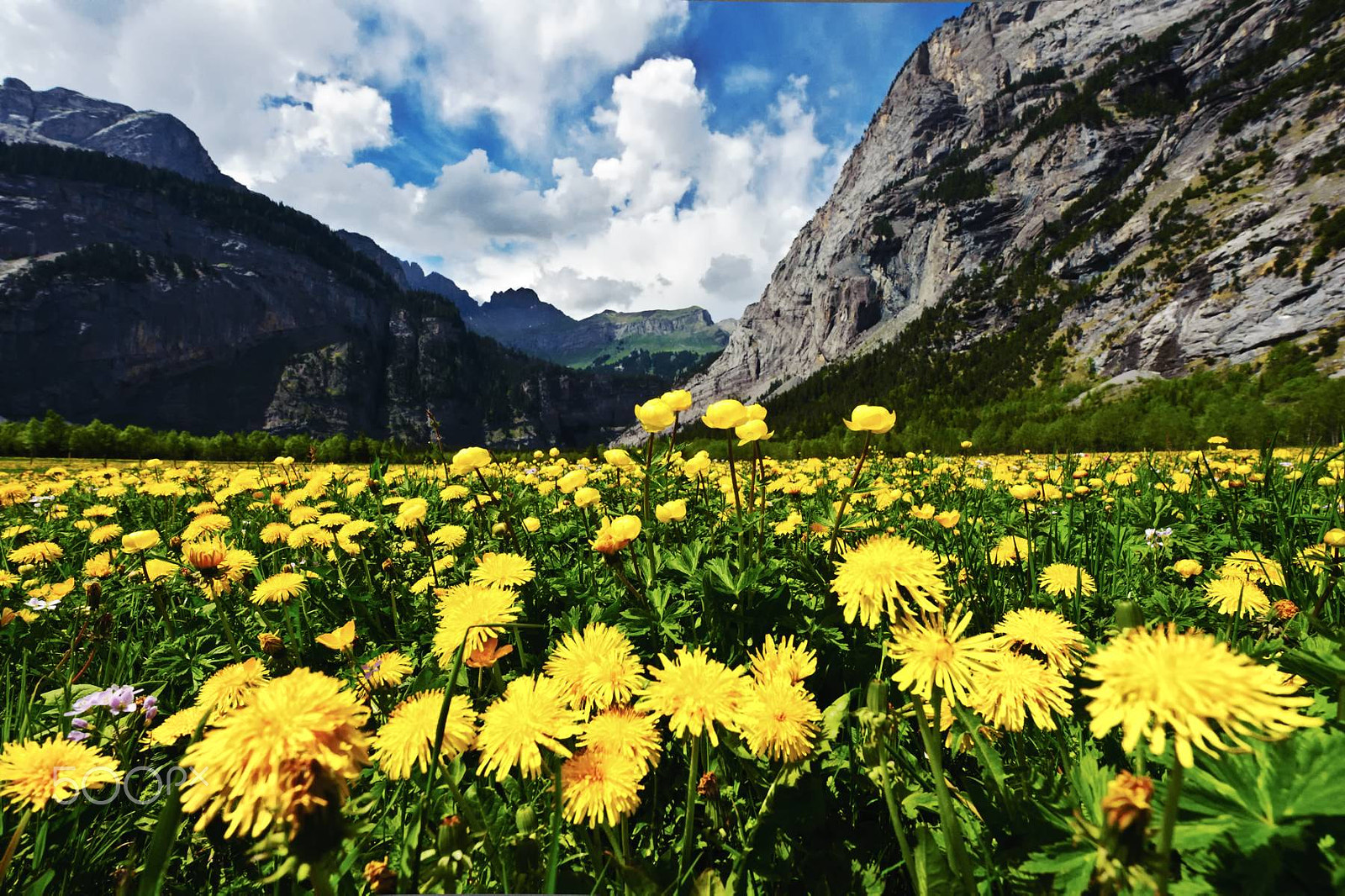 Nikon AF-S Nikkor 16-35mm F4G ED VR sample photo. Gasteretal with dandelion-meadow photography
