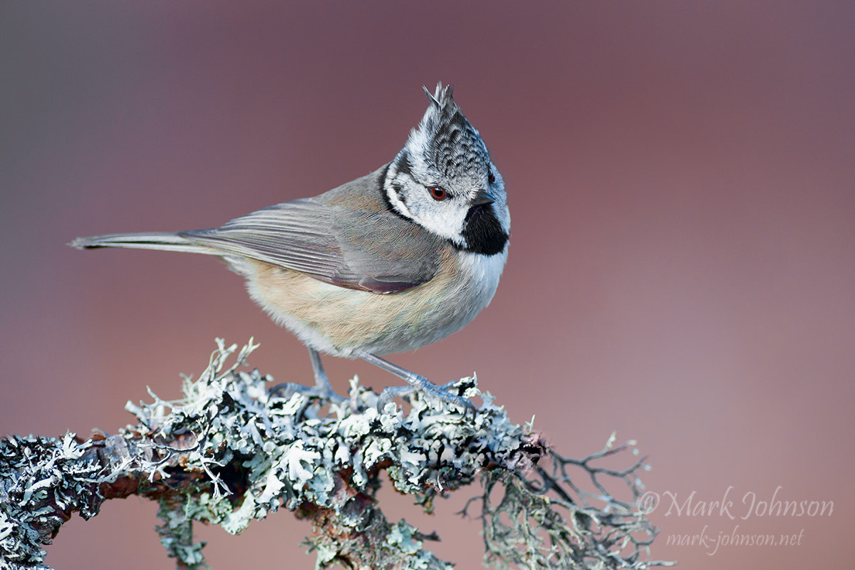 Nikon D810 + Nikon AF-S Nikkor 300mm F2.8G ED VR II sample photo. Crested tit photography