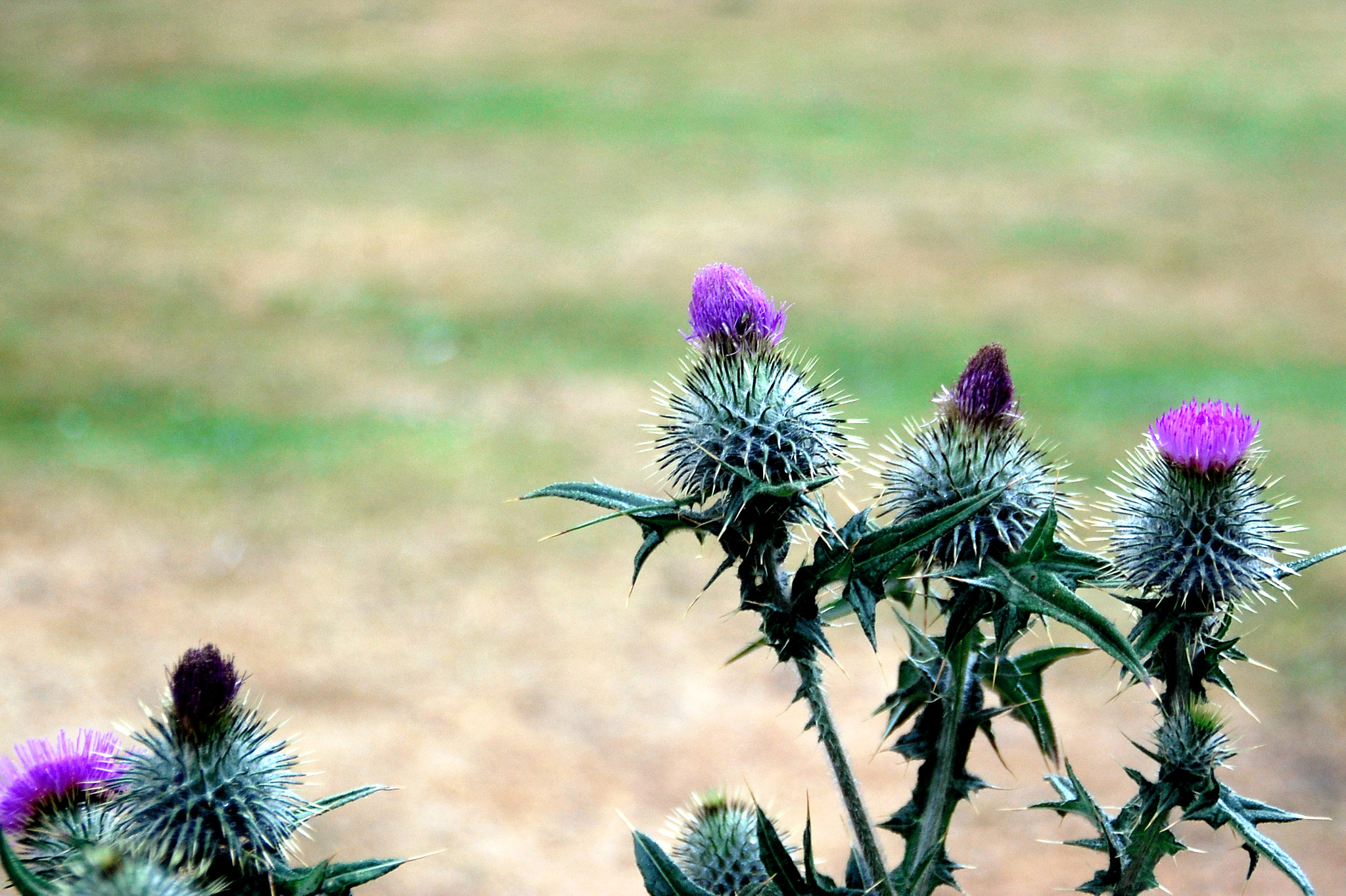 Nikon D40 sample photo. O scotland... photography
