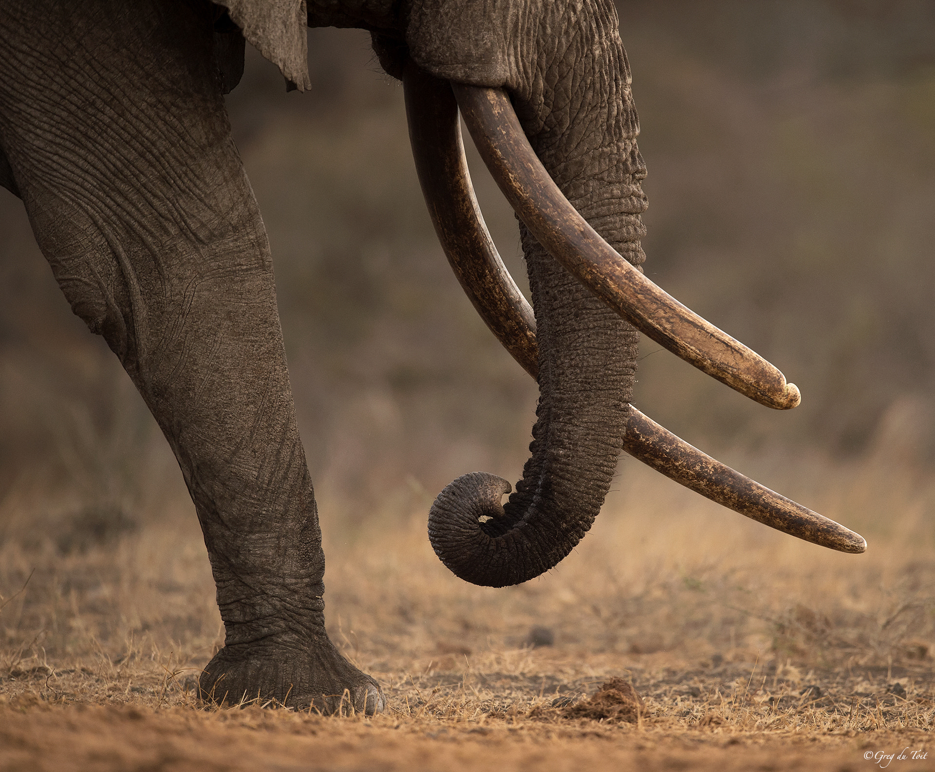 Nikon AF-S Nikkor 600mm F4G ED VR sample photo. The mammoth photography