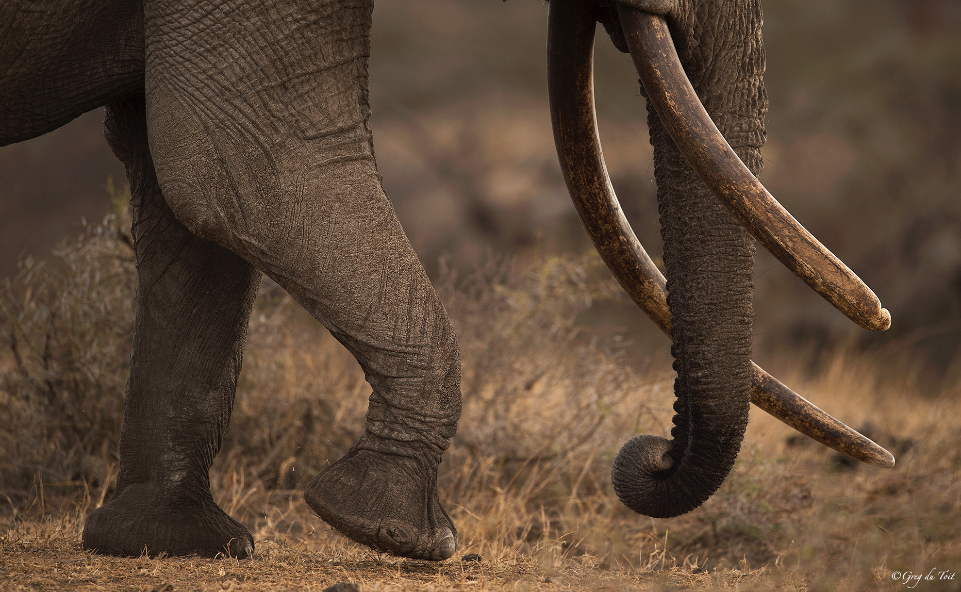 Nikon D4S + Nikon AF-S Nikkor 600mm F4G ED VR sample photo. The mammoth photography