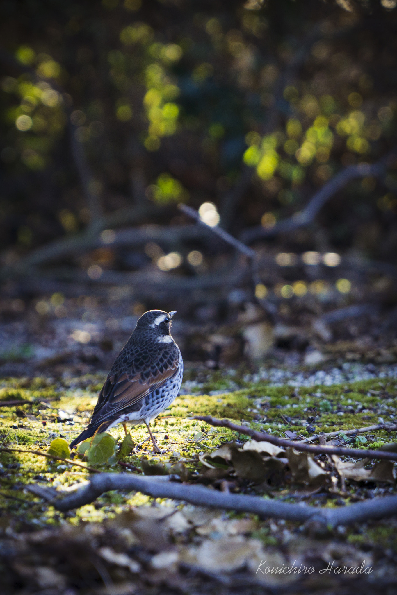 Sony a6000 sample photo. Bird photography