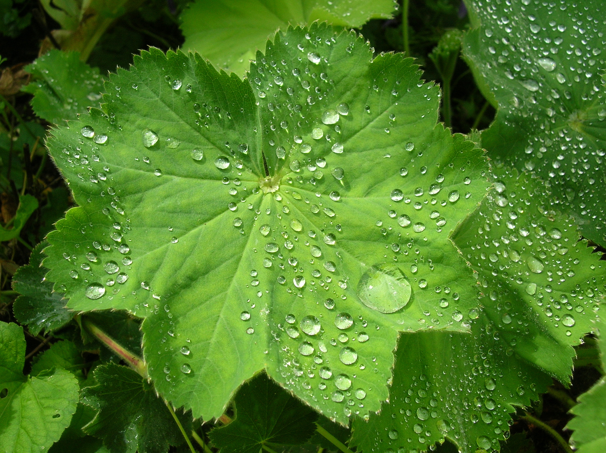 Nikon E4800 sample photo. Water drops on leaf photography