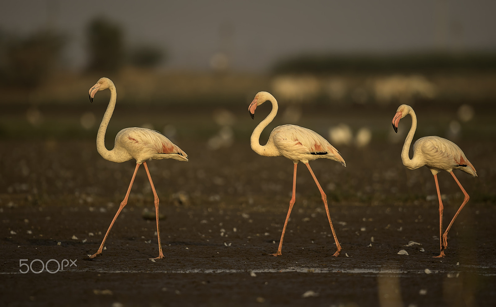 Nikon AF-S Nikkor 500mm F4G ED VR sample photo. Flamingos in water photography