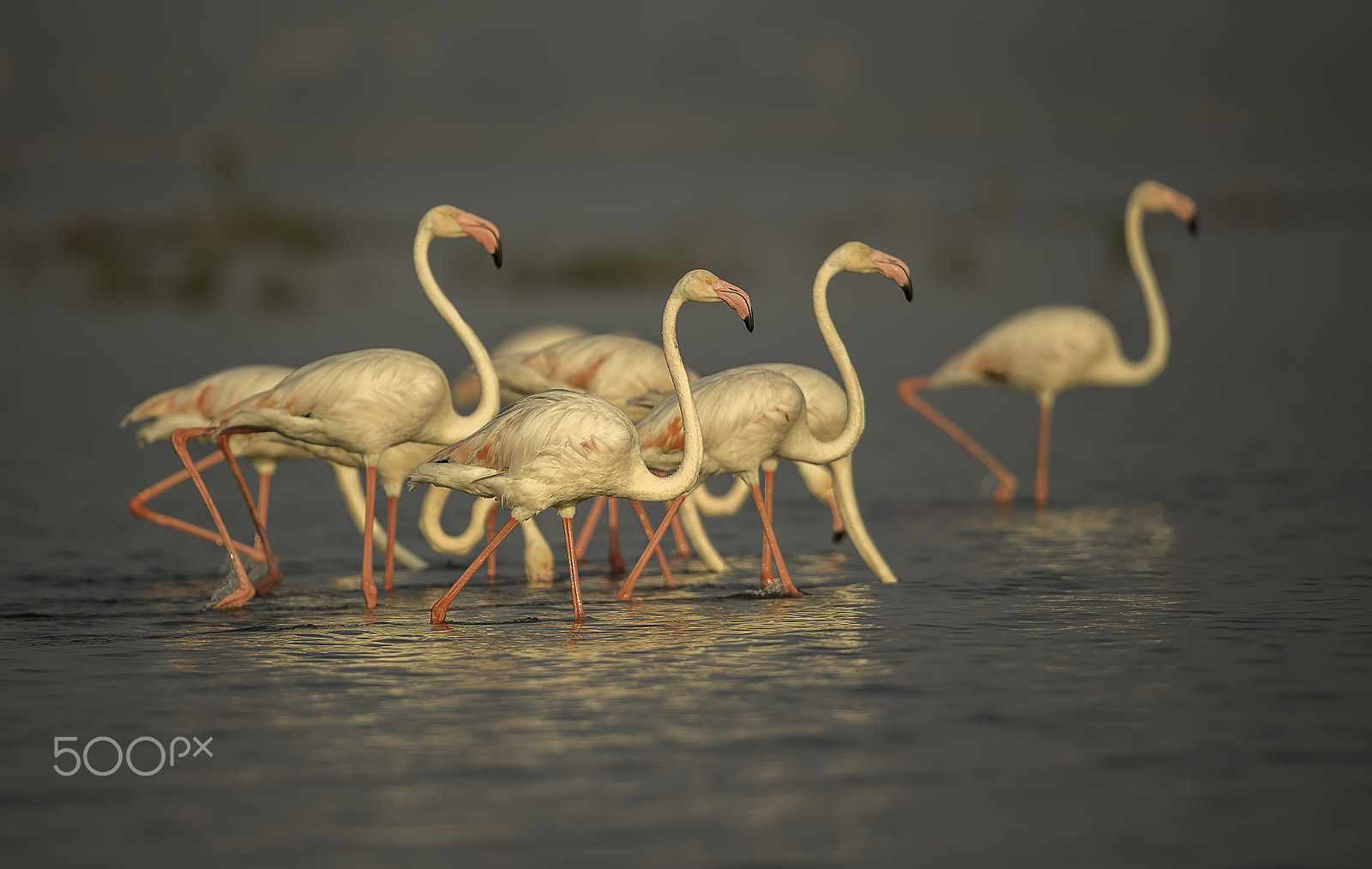 Nikon D5 sample photo. Flamingos in water photography