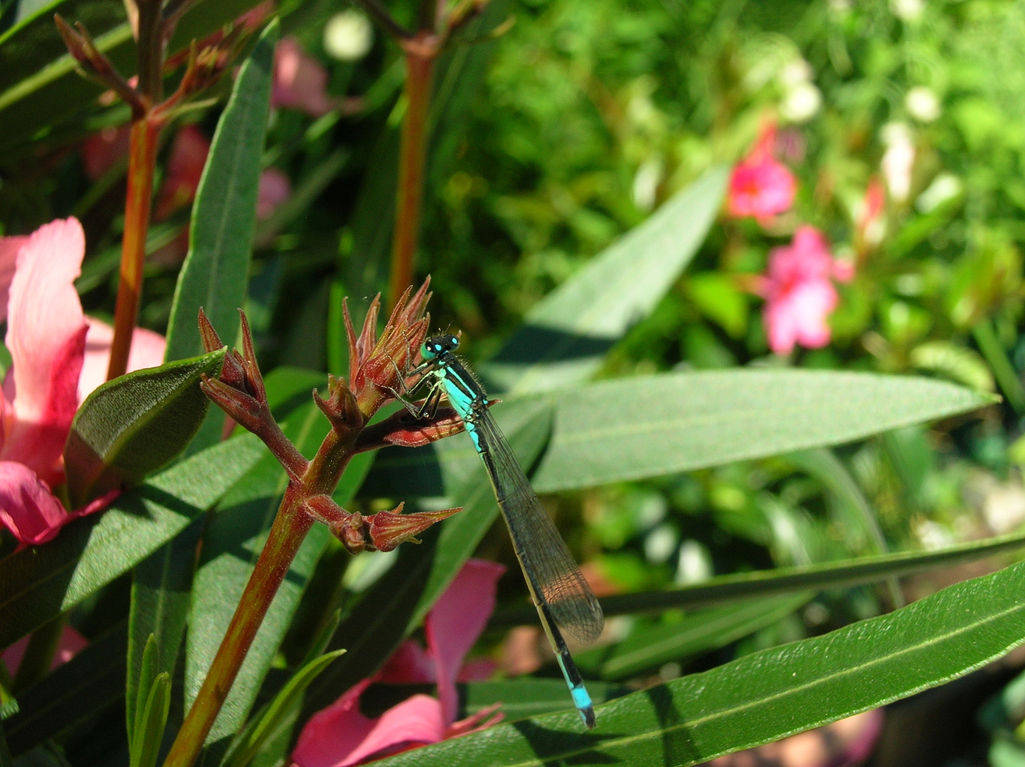 Nikon E4800 sample photo. Blue dragonfly photography