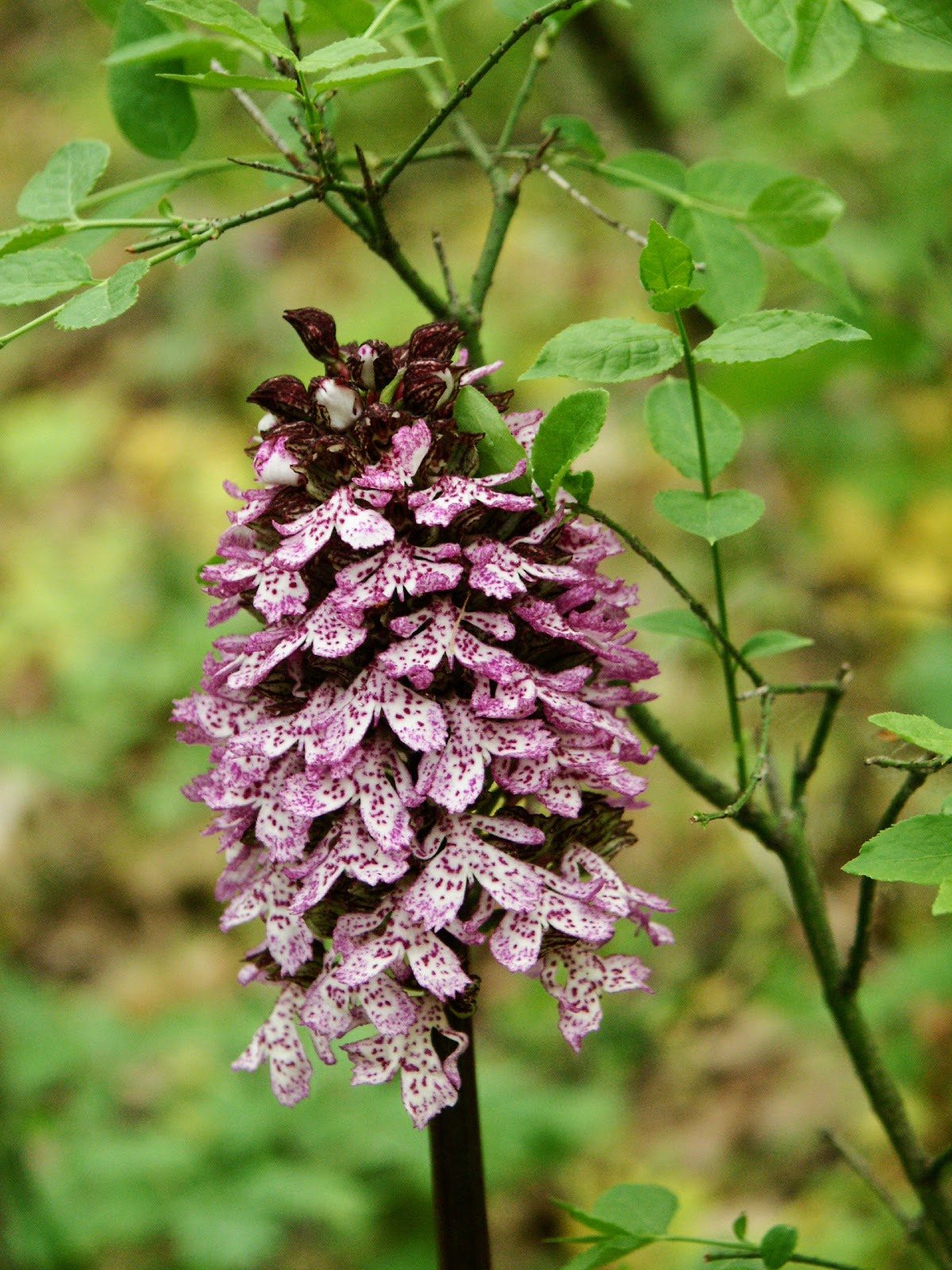 KONICA MINOLTA DiMAGE 7Hi sample photo. Bíboros kosbor ( orchis purpurea ) photography