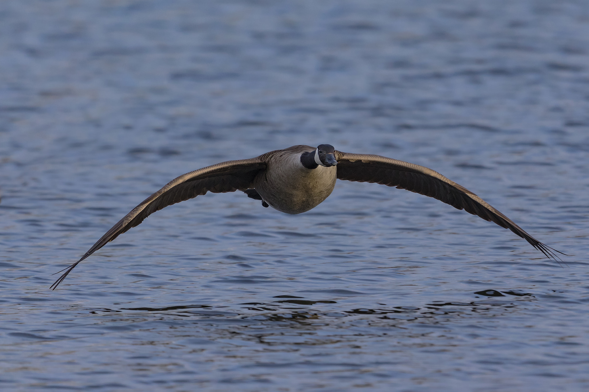 Canon EF 400mm F2.8L IS II USM sample photo. Approach photography