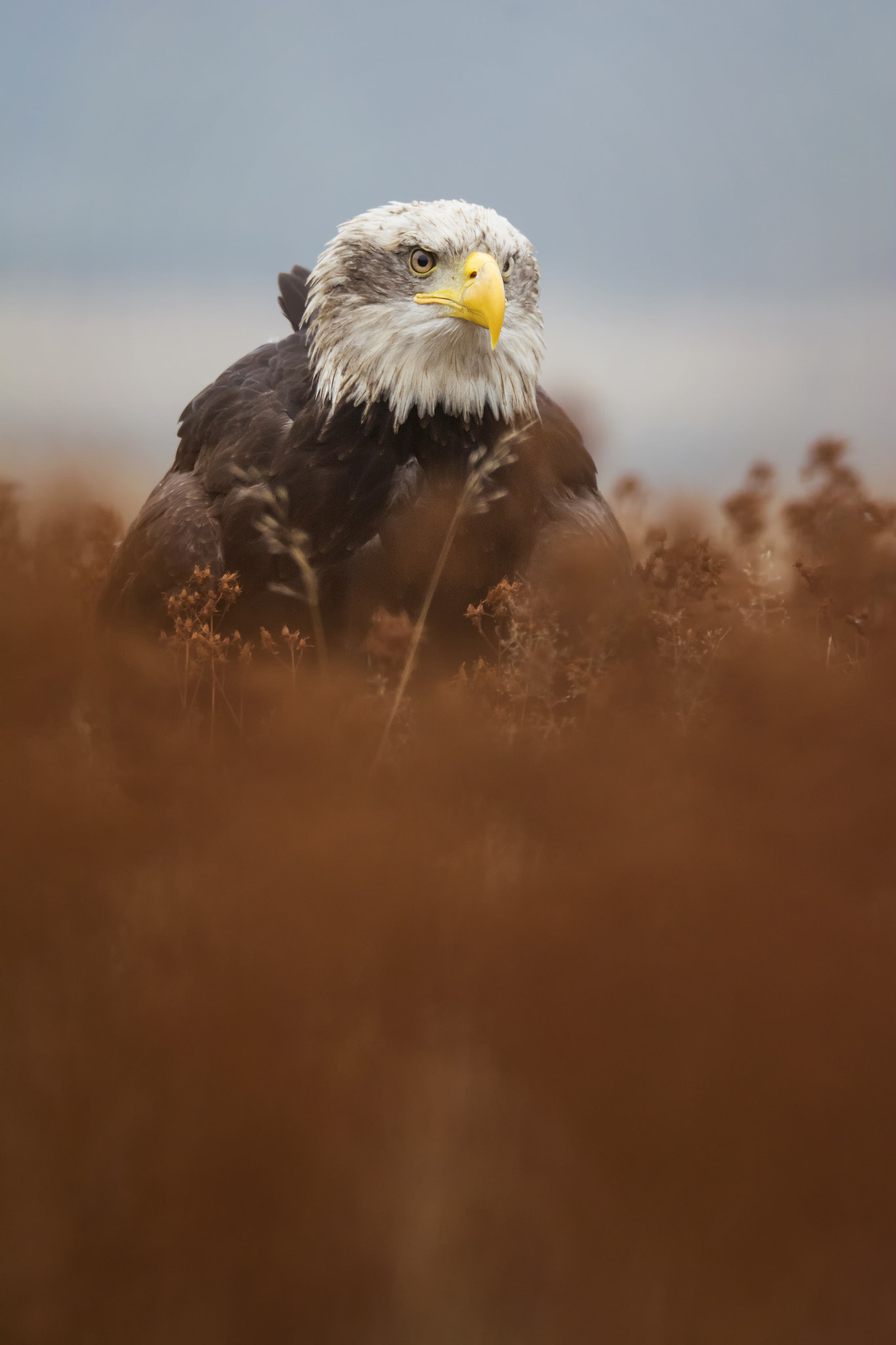 Sigma 150-600mm F5-6.3 DG OS HSM | S sample photo. Bald eagle photography